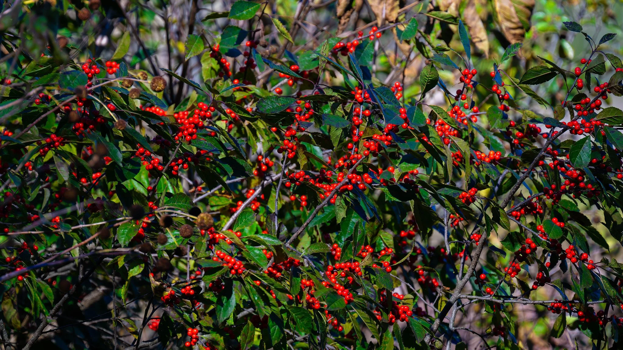 Winterberry Holly