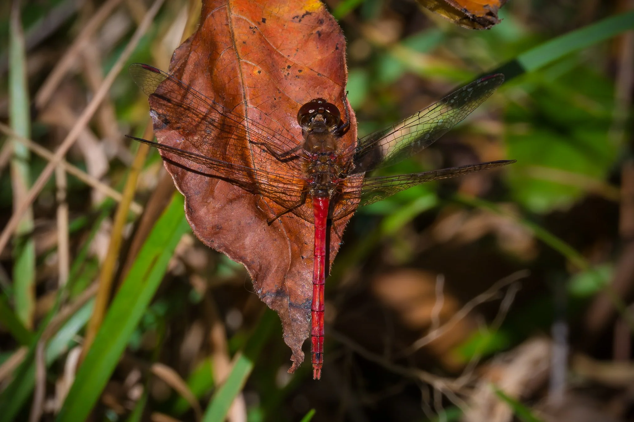 Autumn Meadowhawk