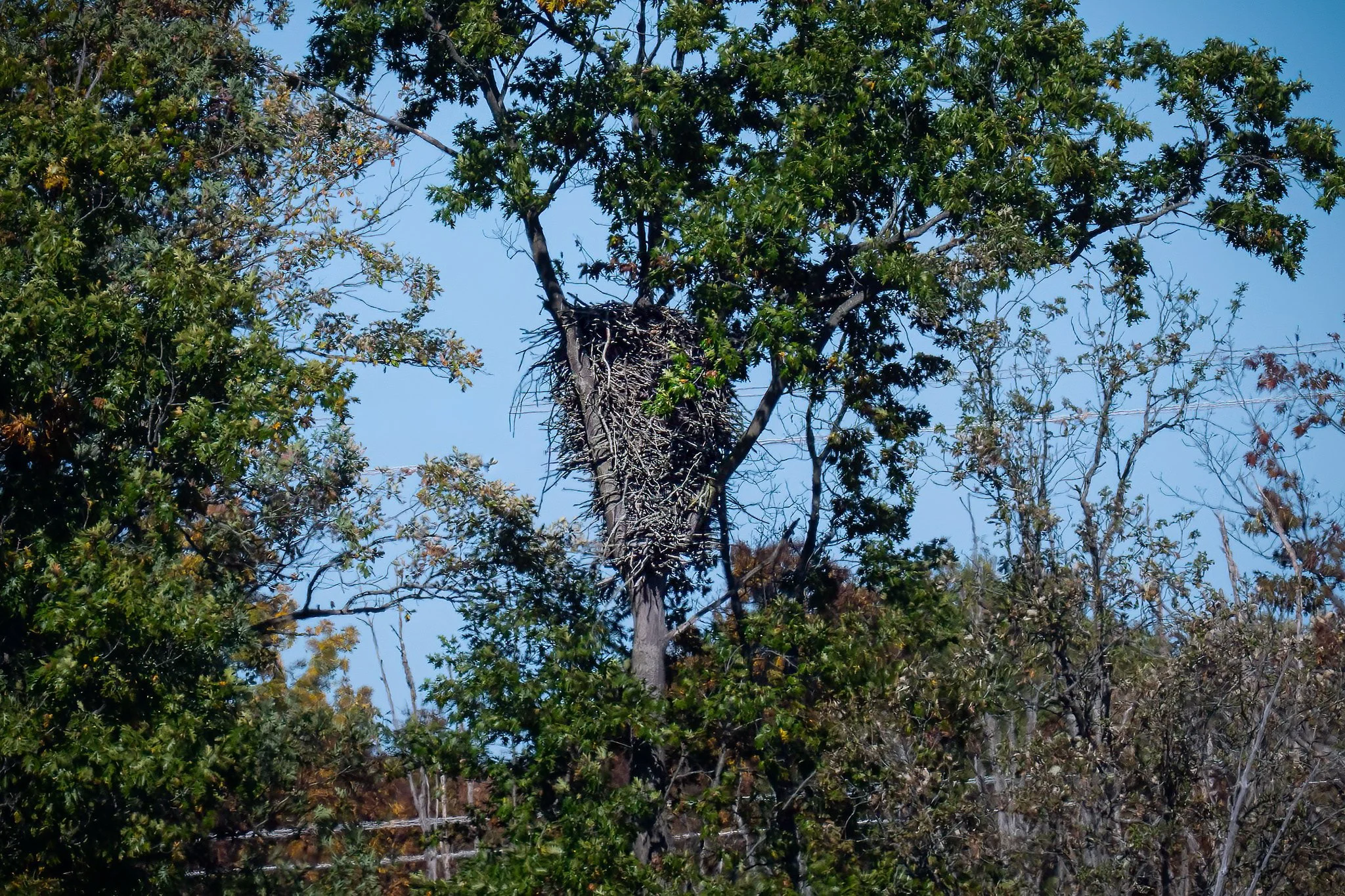 Eagle Nest