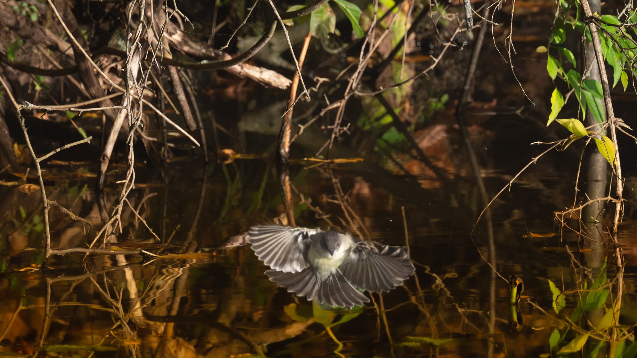 Eastern phoebe