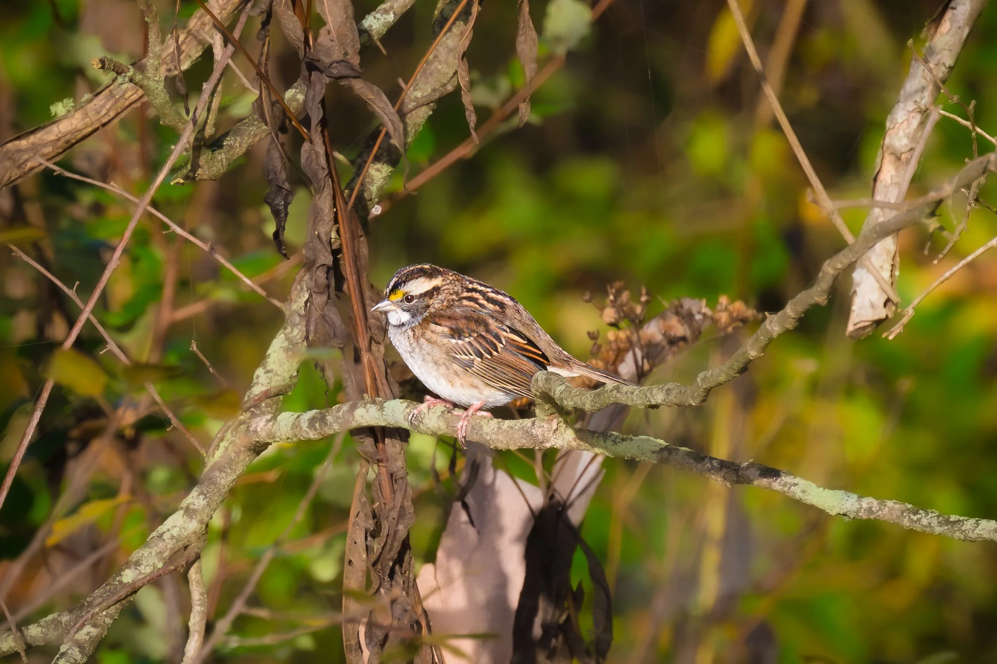 White-throated sparrow