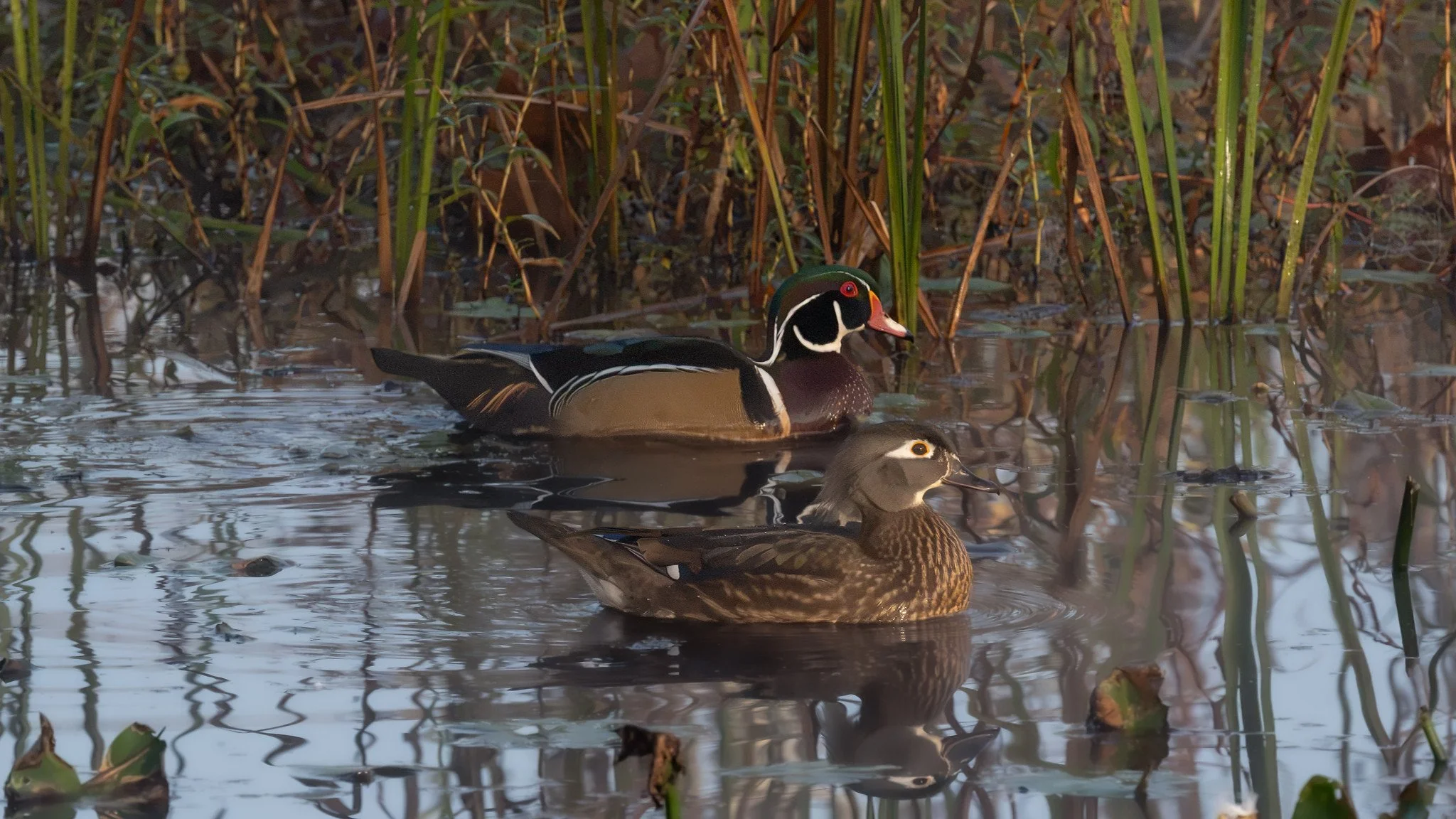 Wood Ducks
