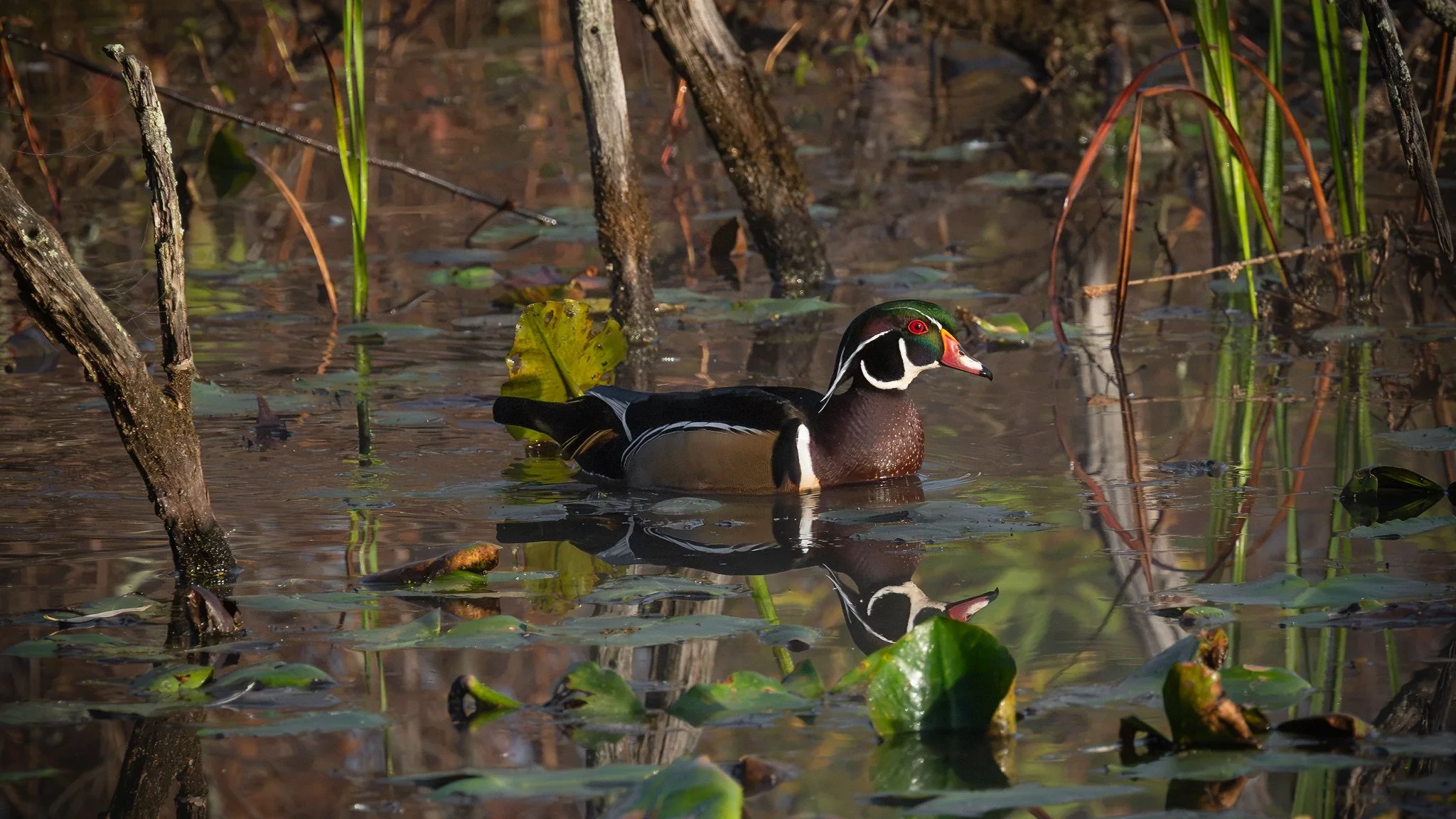 Wood Duck