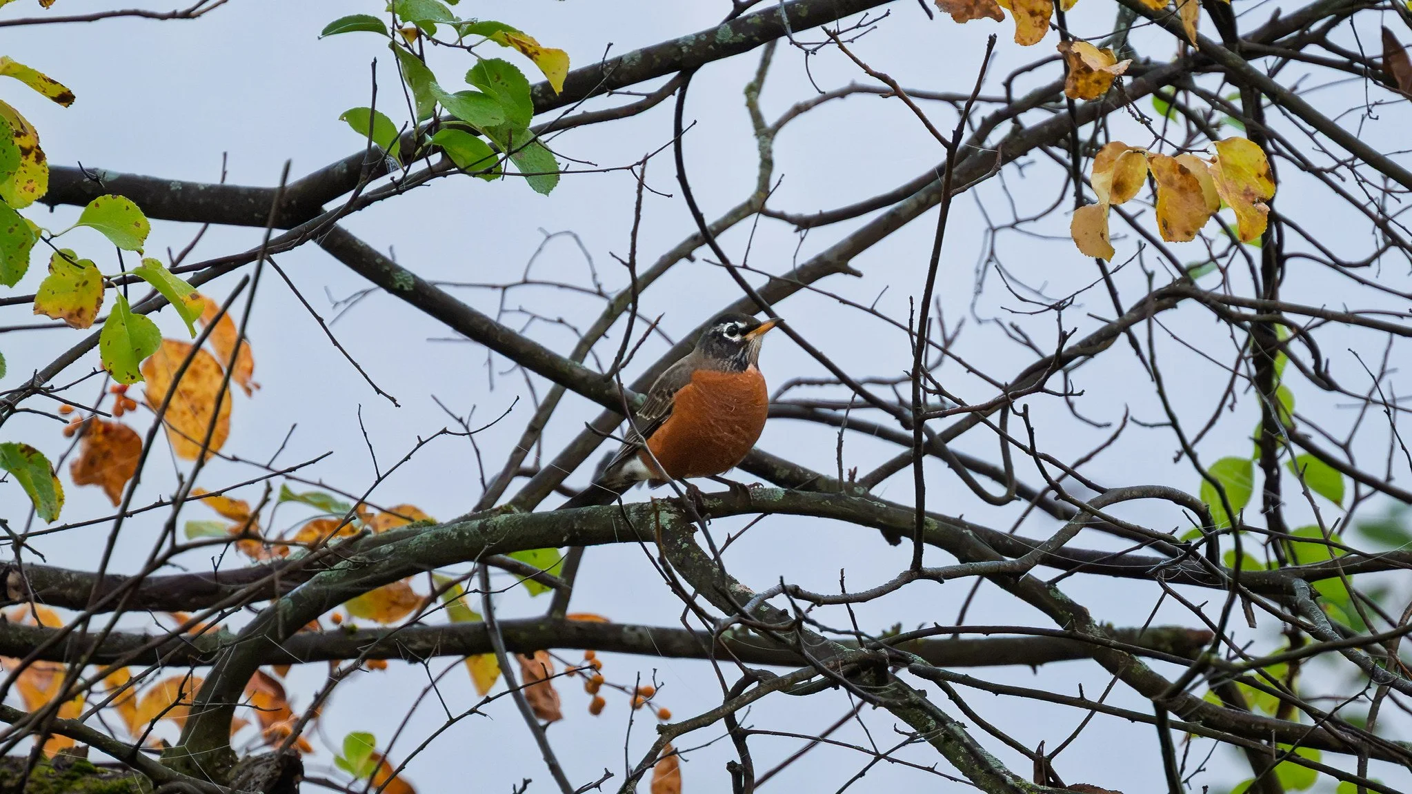 American Robin