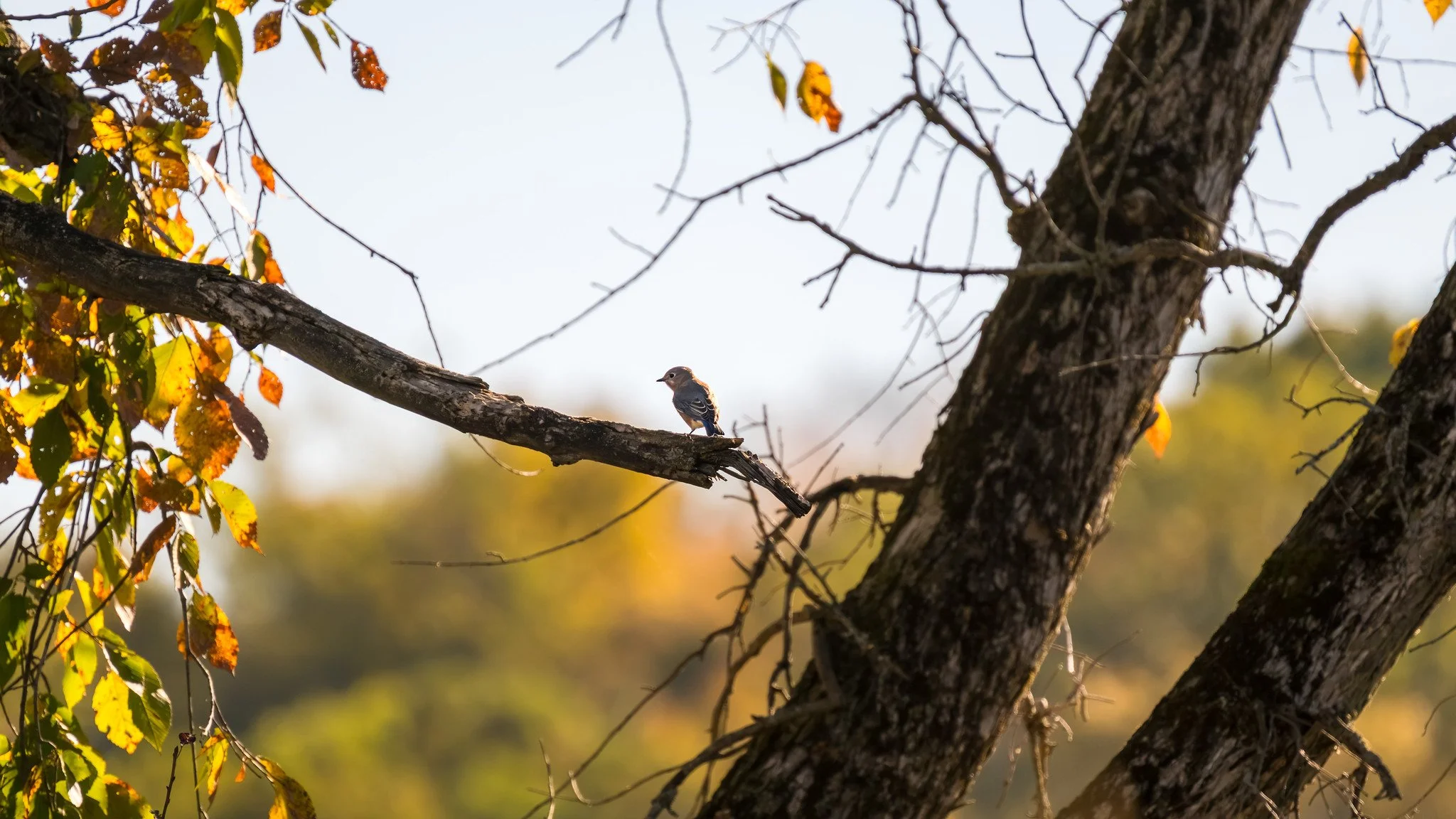 Eastern Bluebird