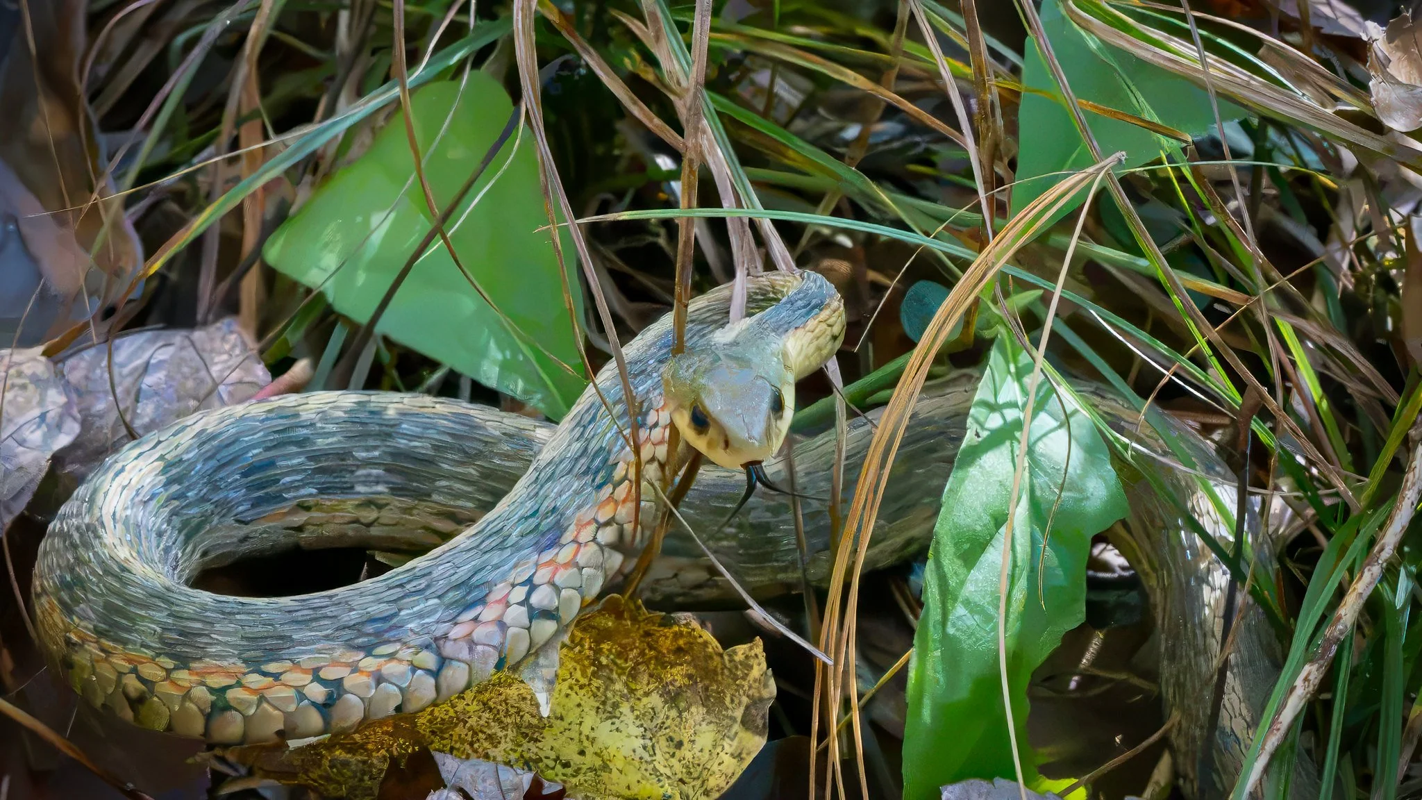 Common Garter Snake