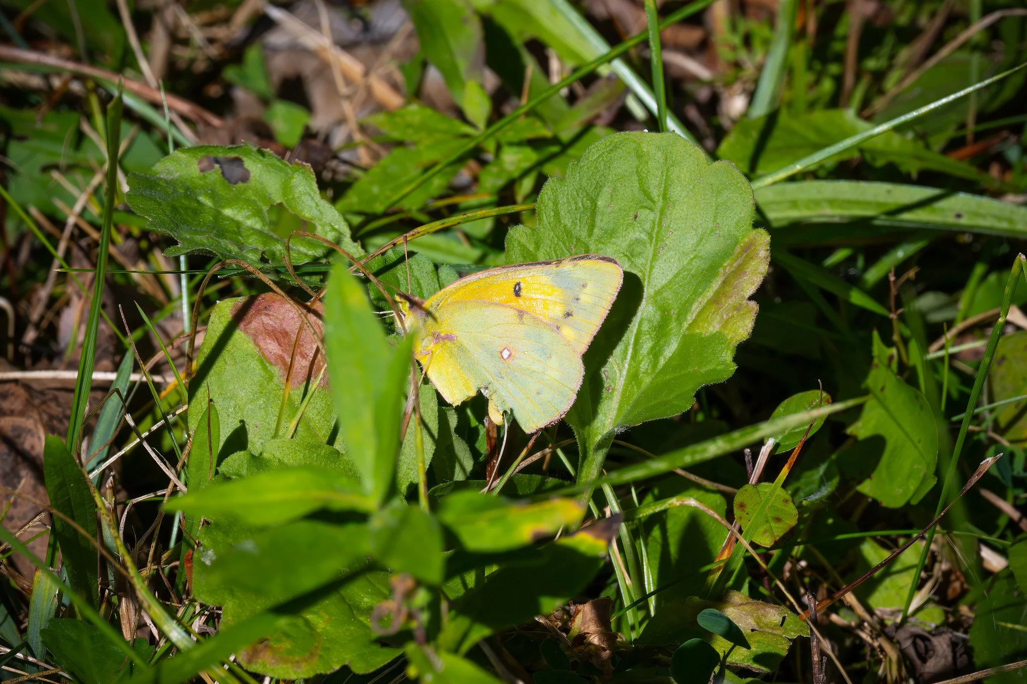 Orange Sulphur