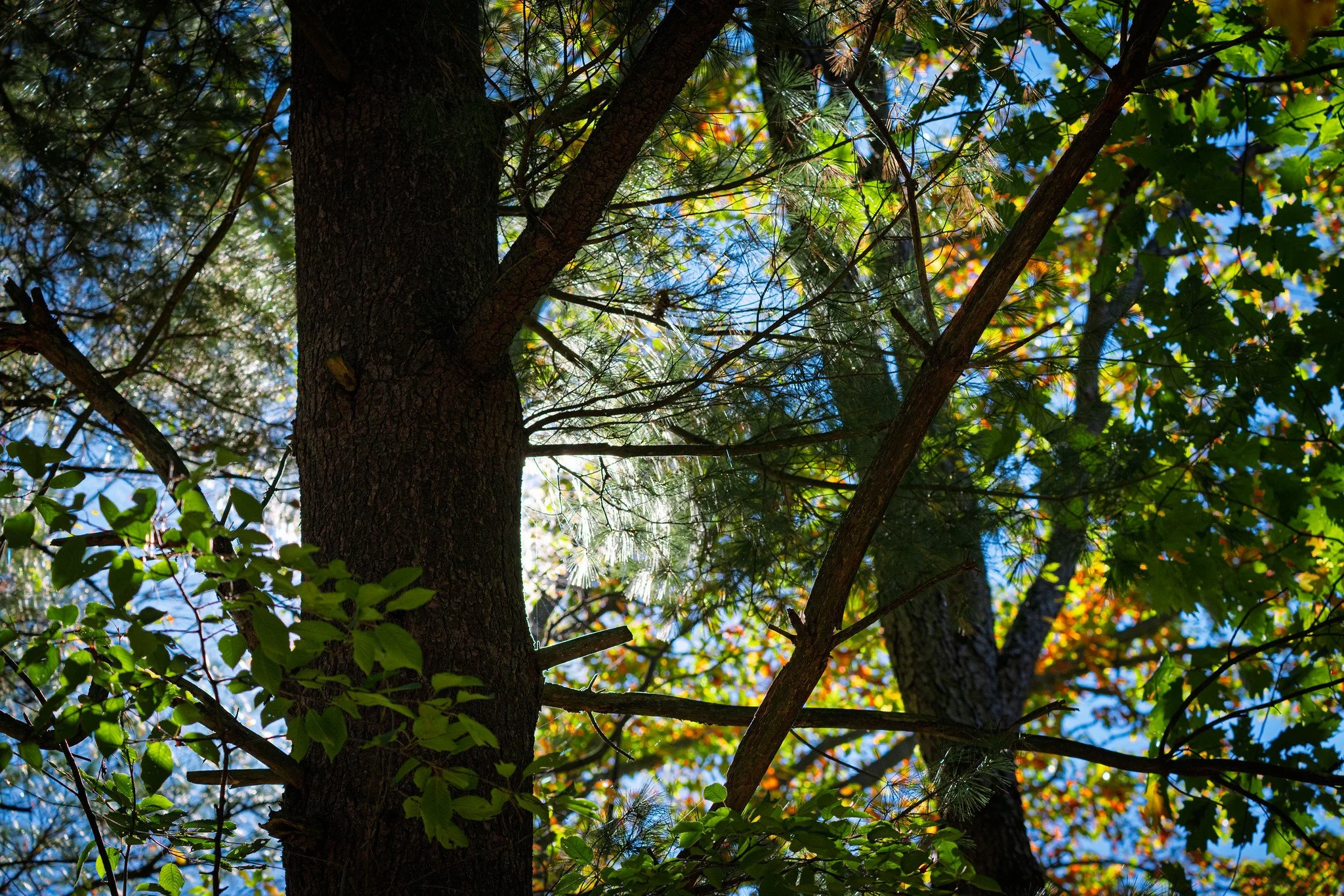 Sunlight's Autumn Hideaway