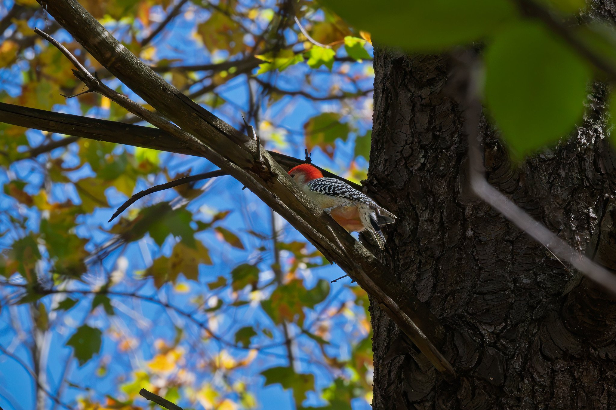 Red-bellied woodpecker