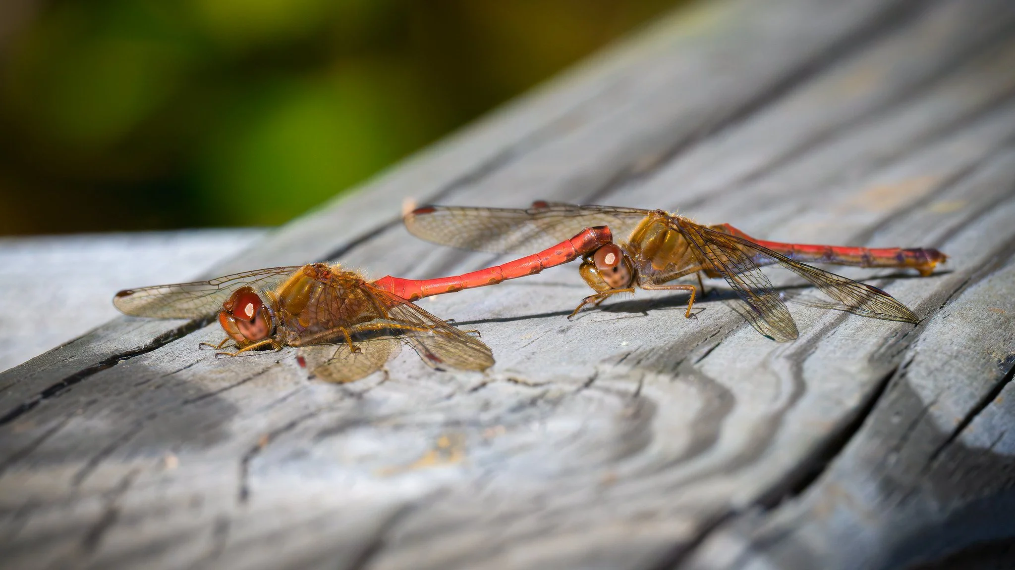 Autumn Meadowhawks