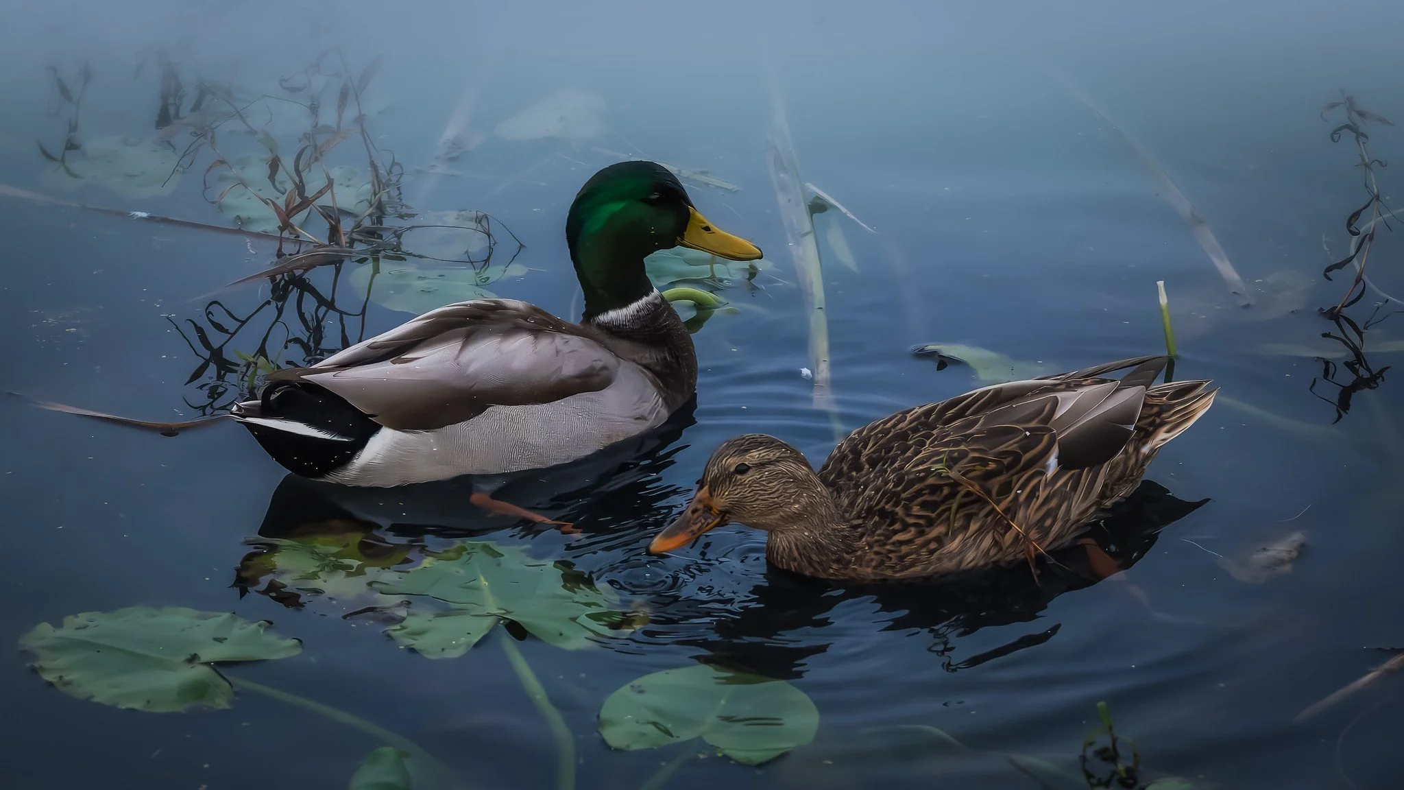 Mallards