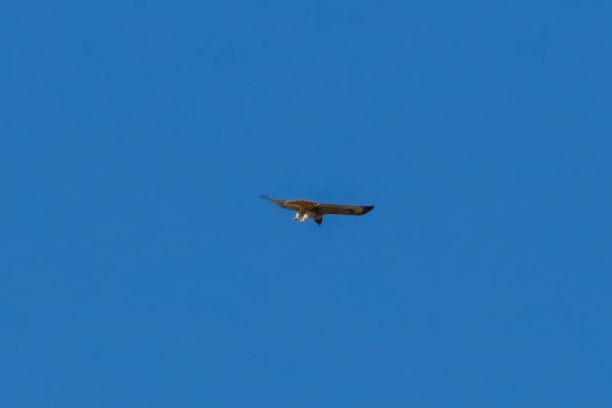 Red-Tailed Hawk
