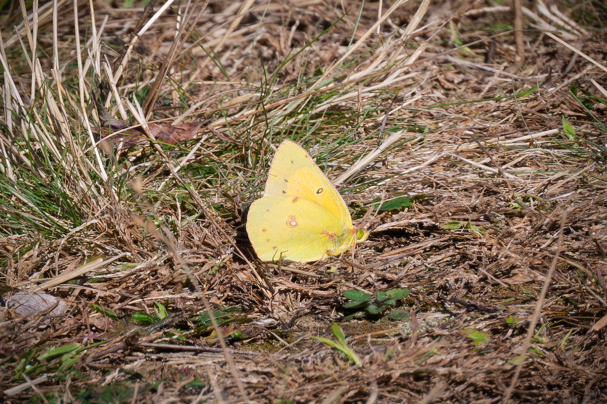 Orange Sulphur