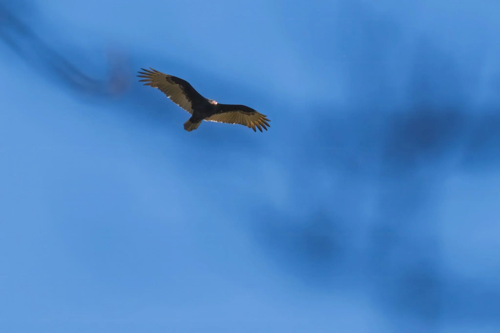 Turkey Vulture