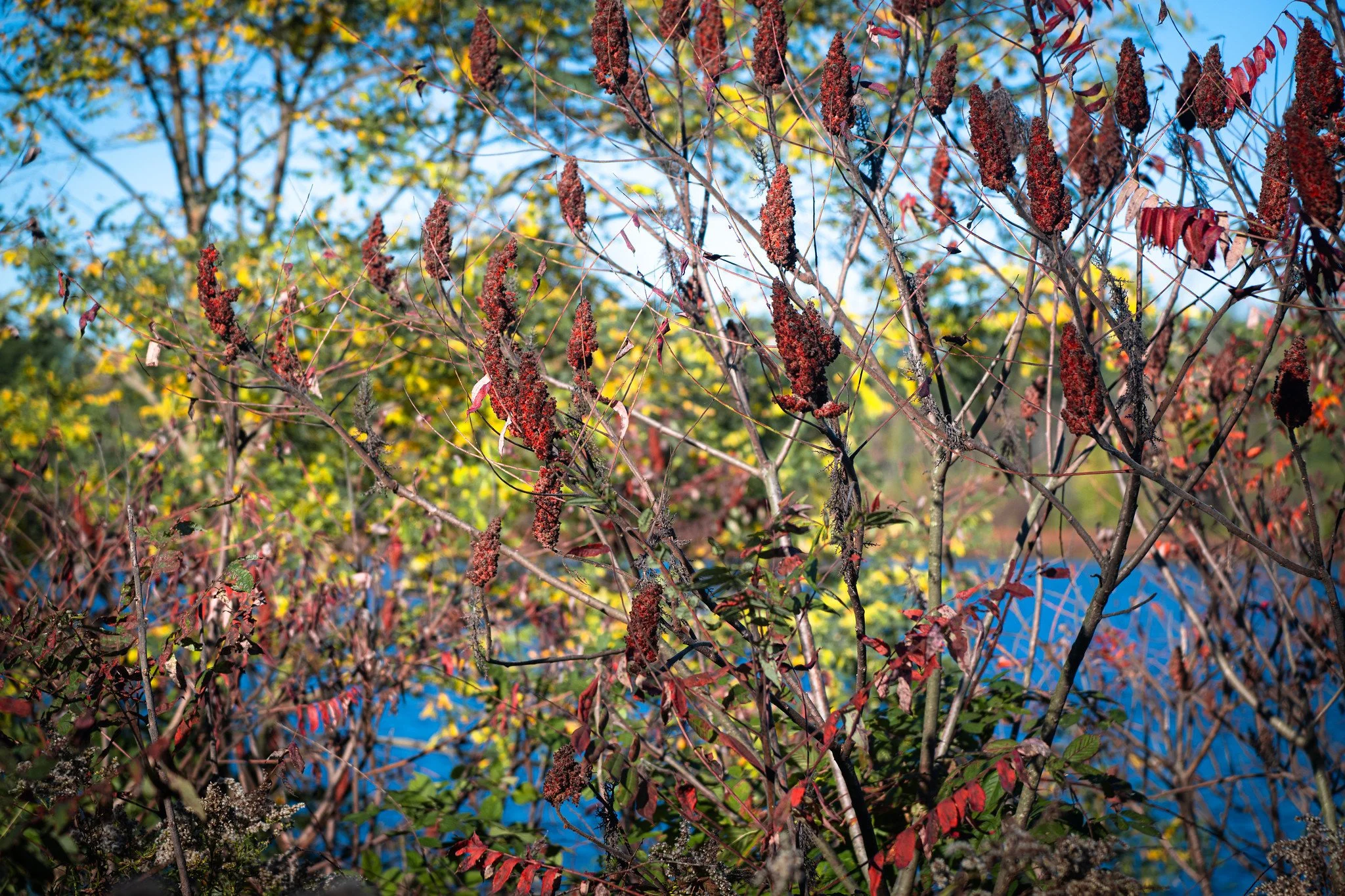Autumn Colors