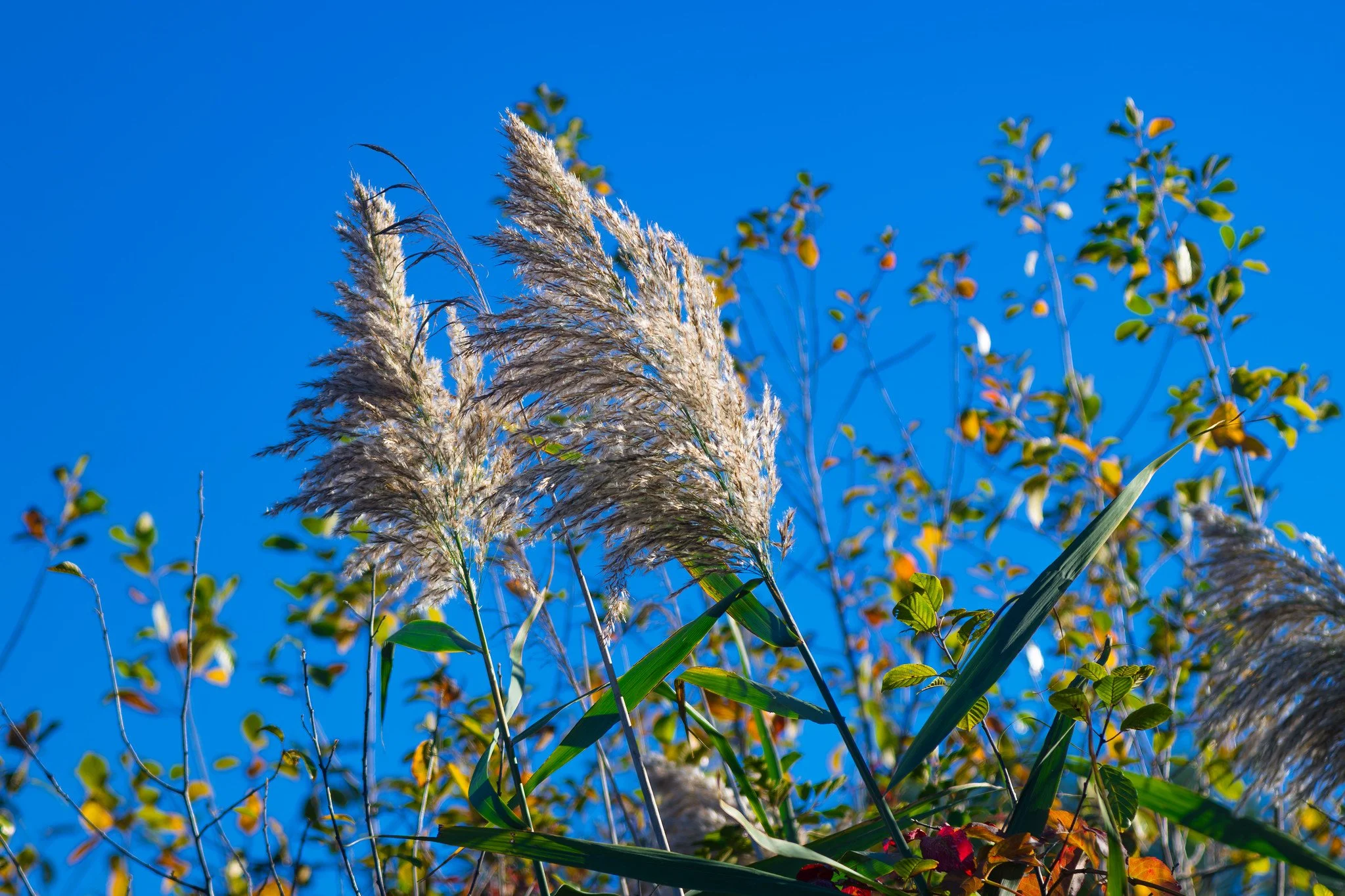 Common Reed
