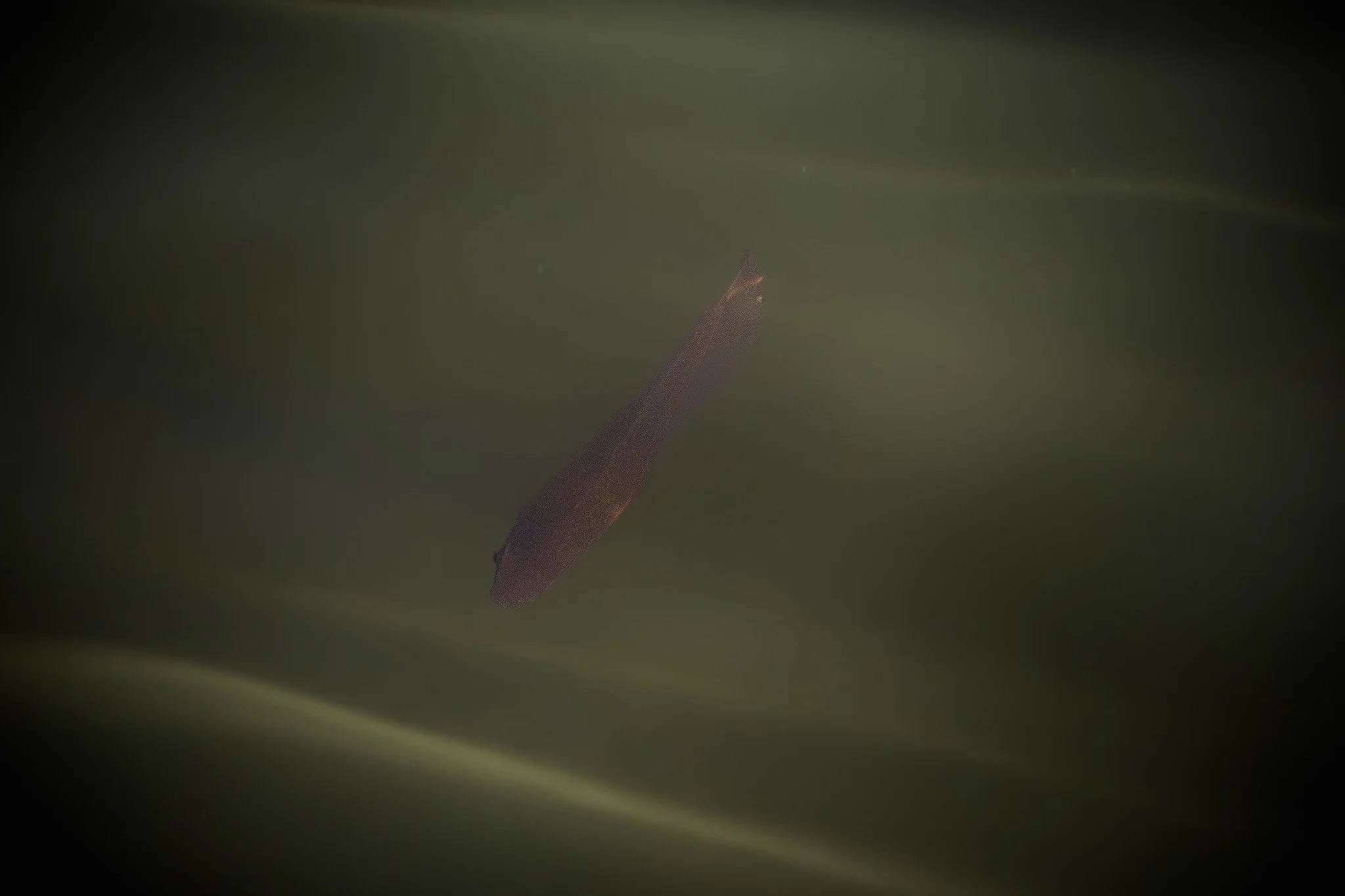 Ray-Finned Fish