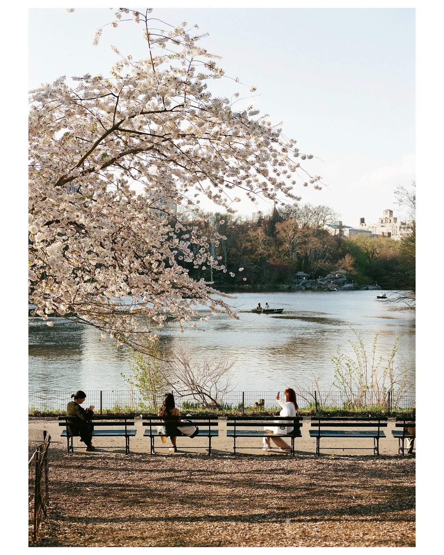 Spring in Central Park 

#nyc #portra400