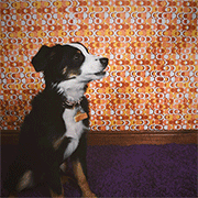Comp-29.gif