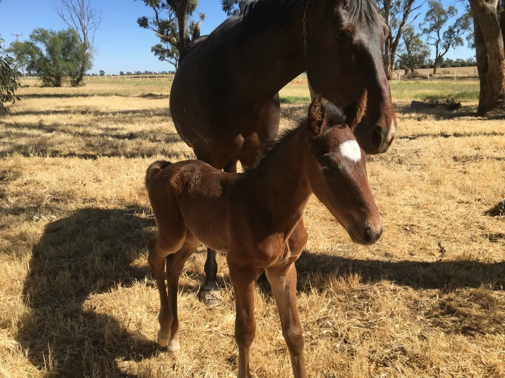 Genuwine colt.jpg