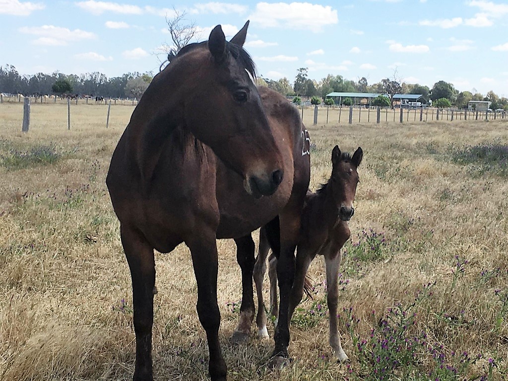 Jackies Shuffle colt.jpg