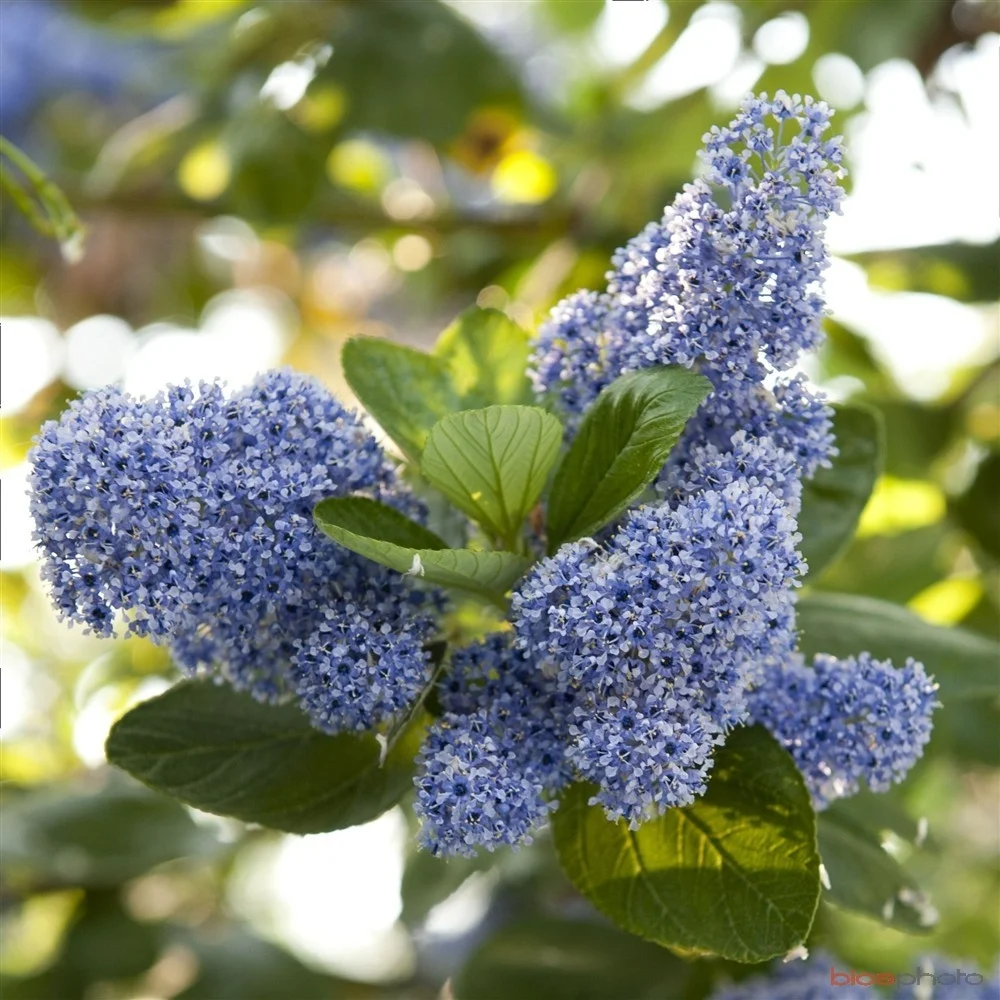 Ceanothus.jpg