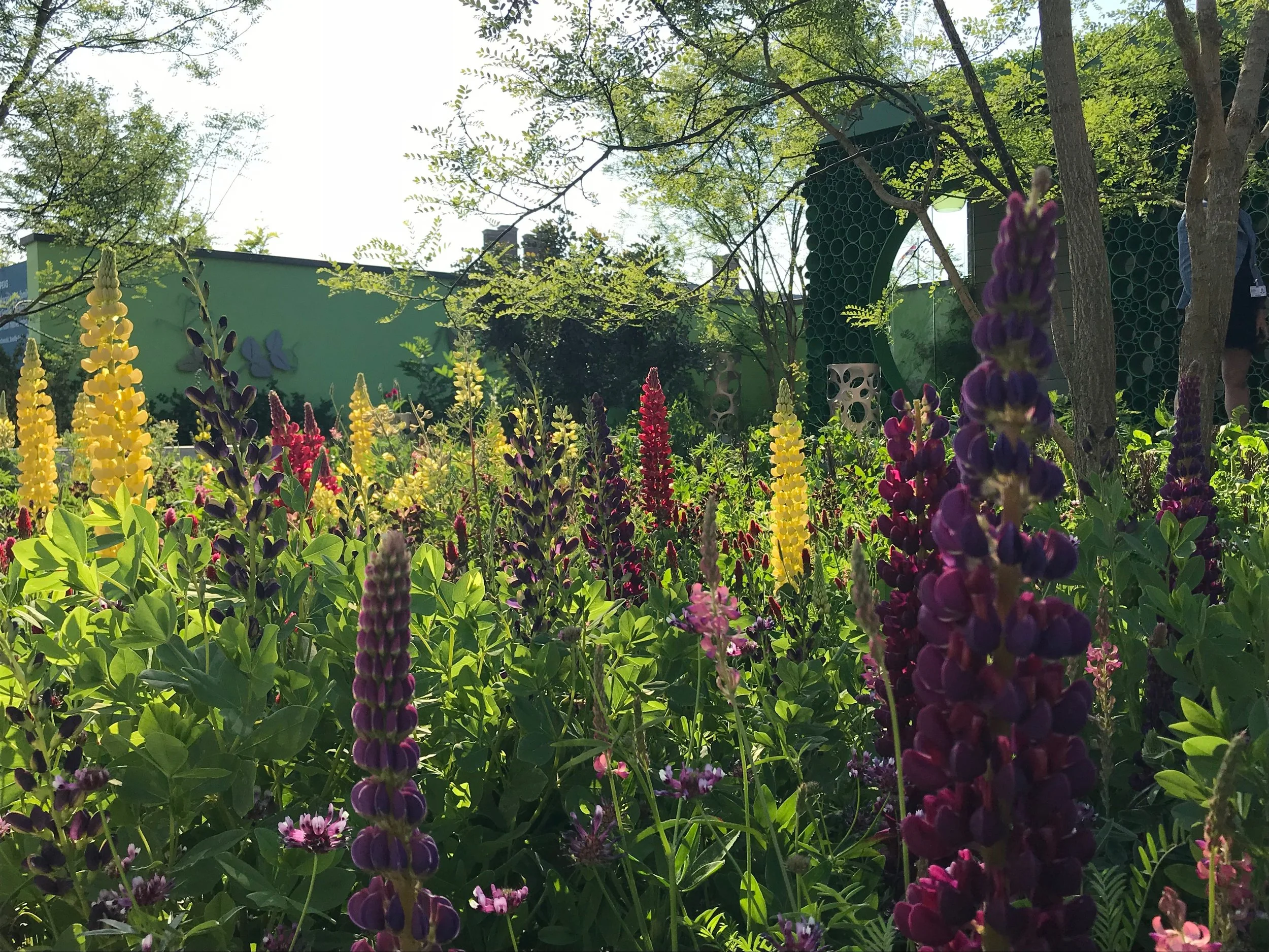 The Seedlip Garden used clashing purples, yellows and reds