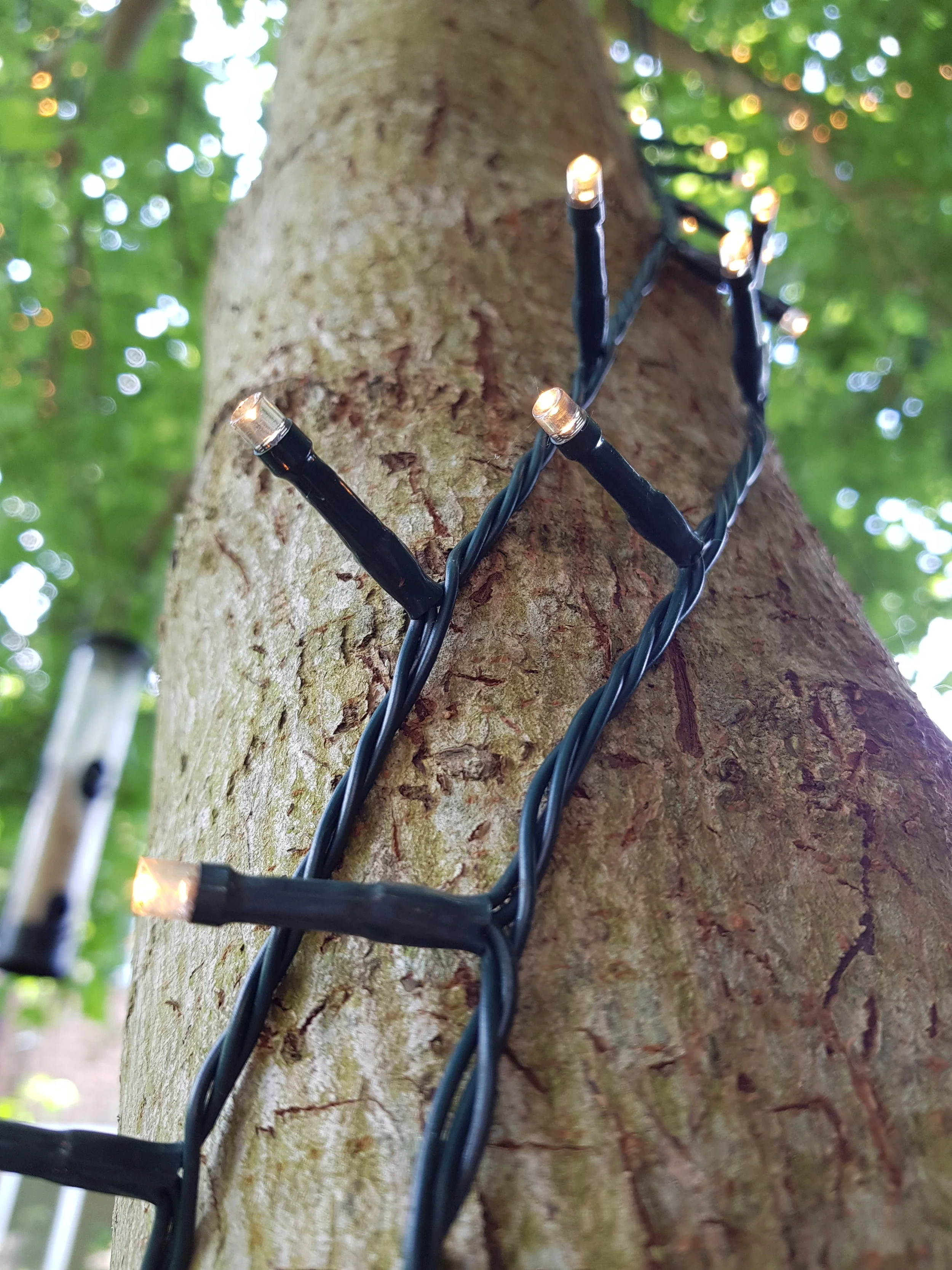 Even a string of fairy lights can bring a bit of magic to a tree at nighttime