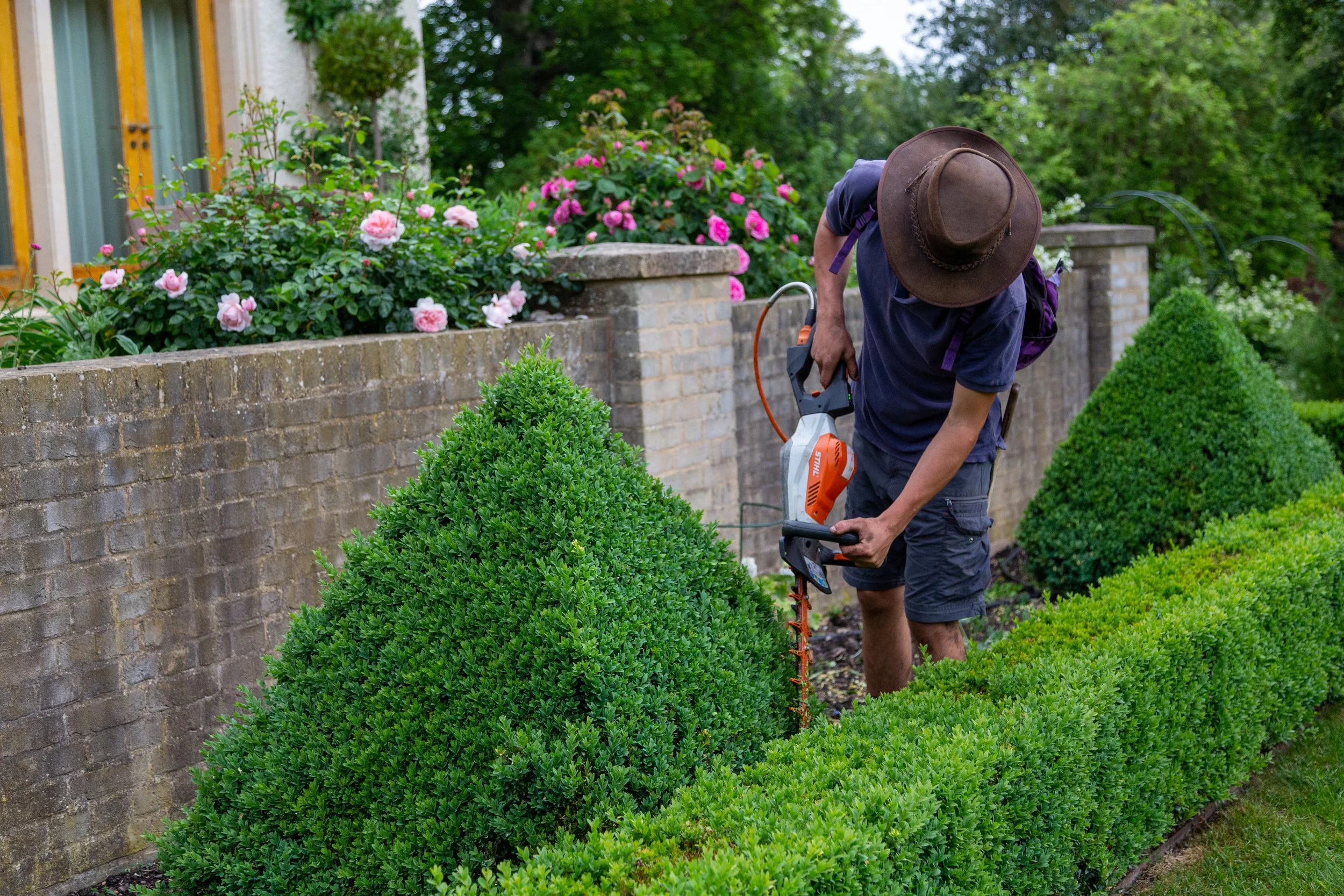 Gardener cutting a box hedge in a UK garden