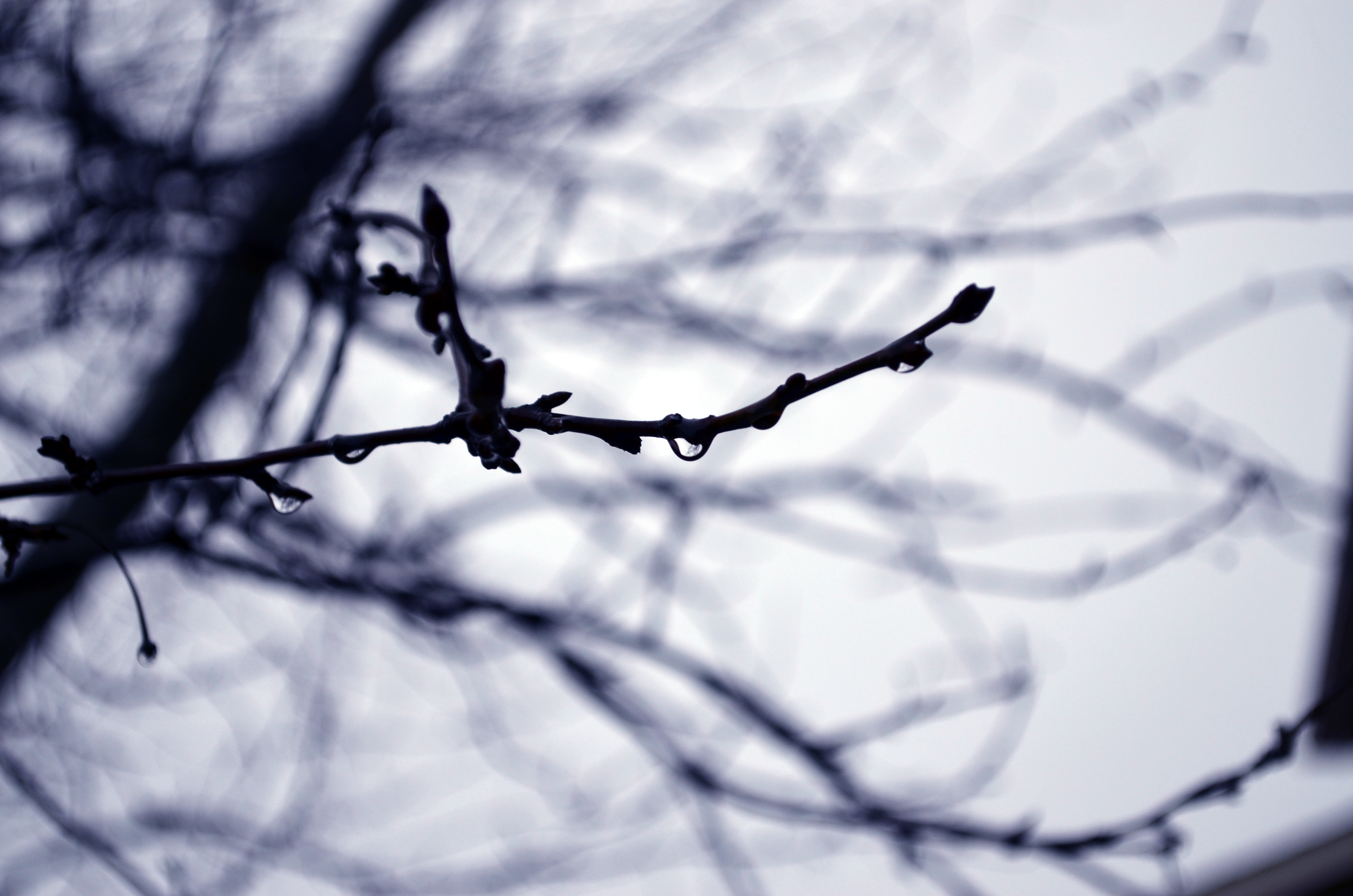 DSC_0462 edited.png