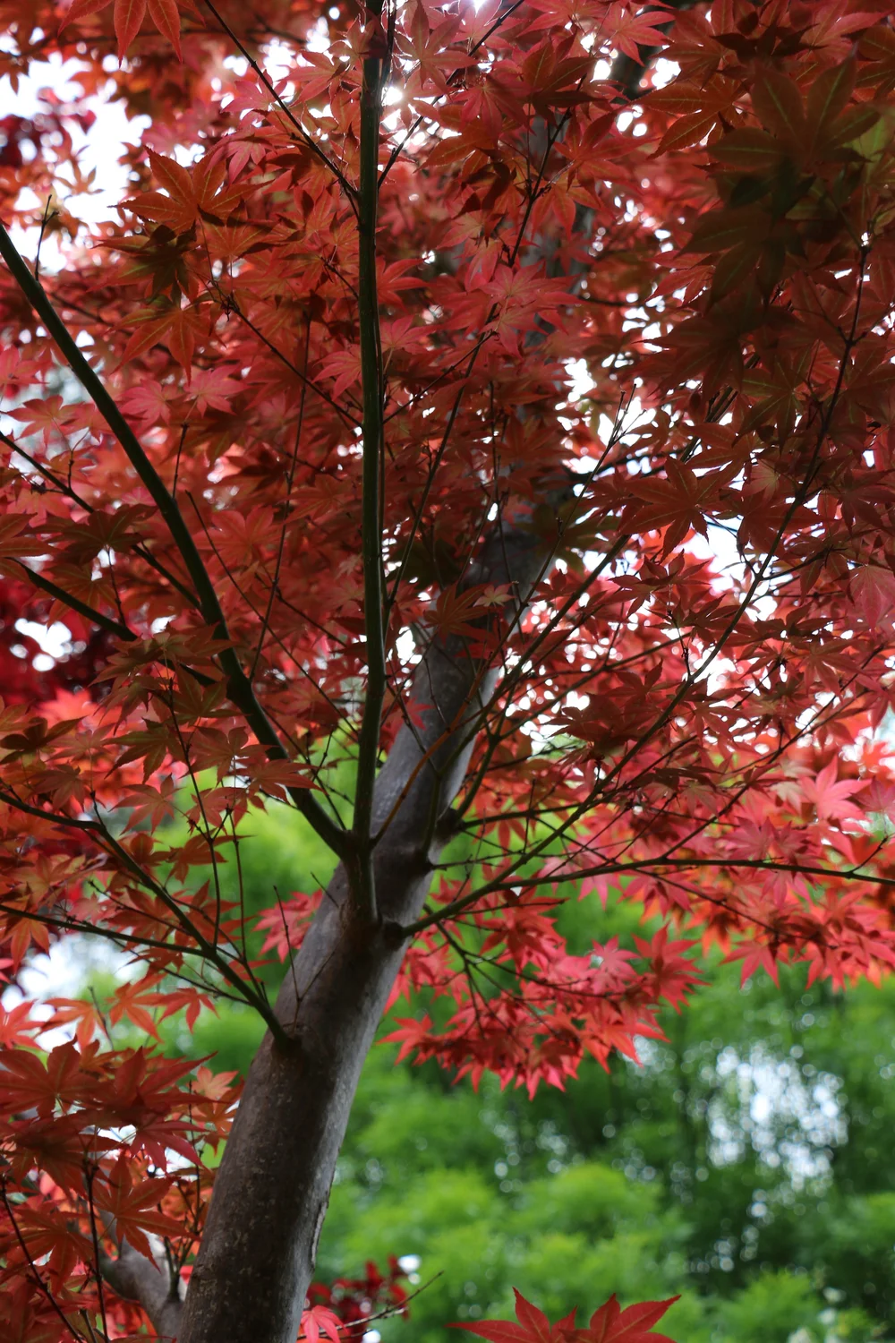 Mullalyup Forest Farm Nursery