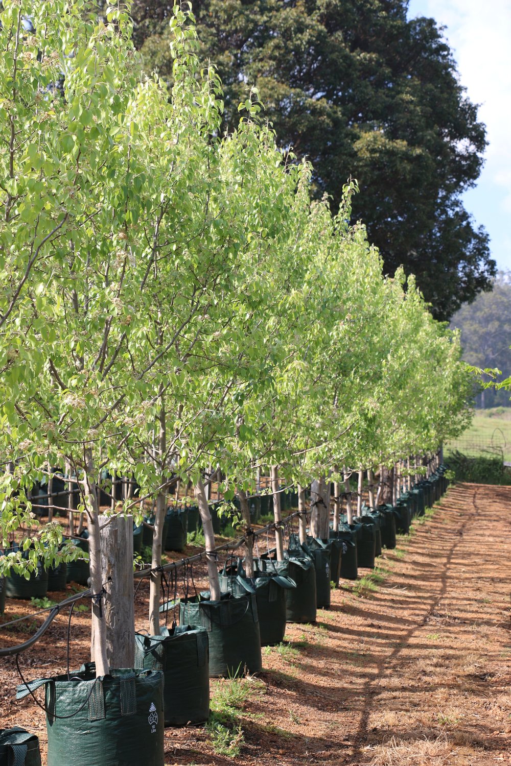 Mullalyup Forest Farm Nursery