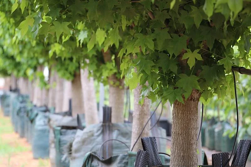Containerised (Bag) Trees — Mullalyup Forest Farm Nursery
