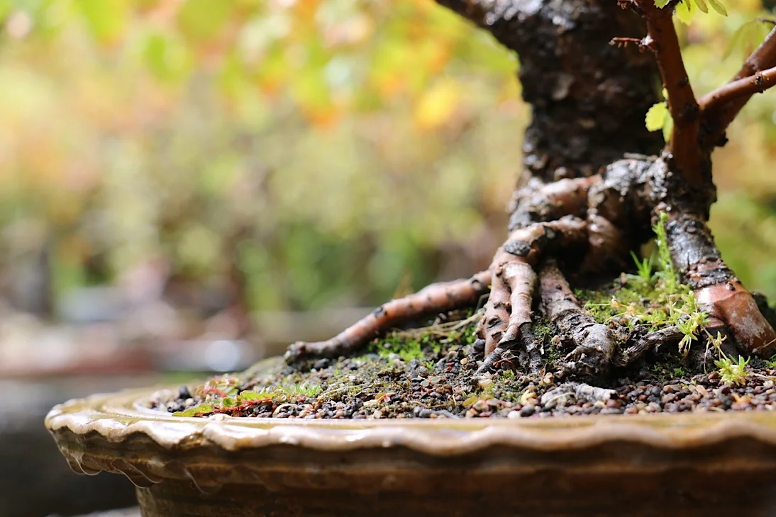 bonsai23.JPG