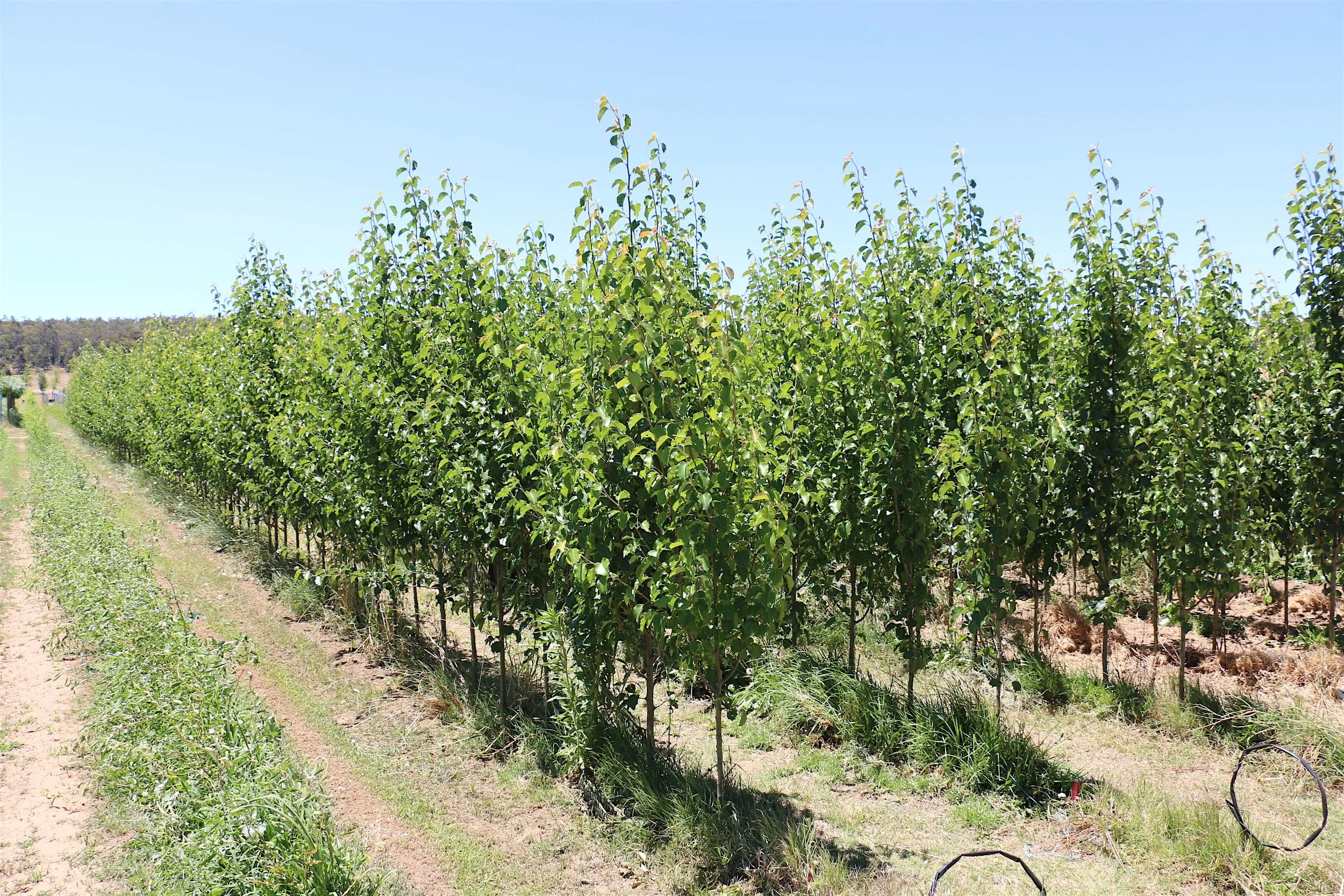 NewlandsIMG_42033.JPG