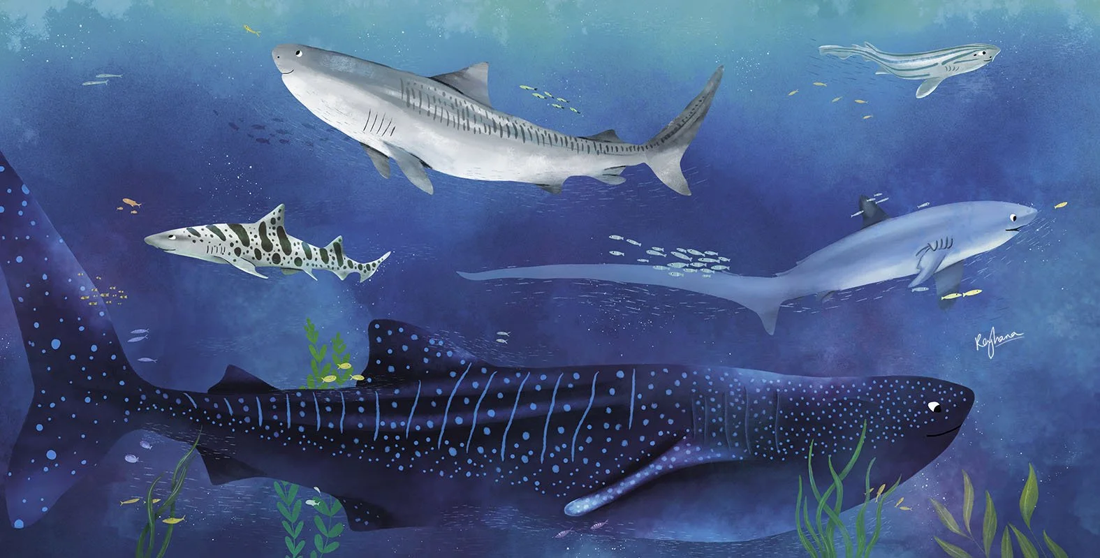 SharksWeb.jpg