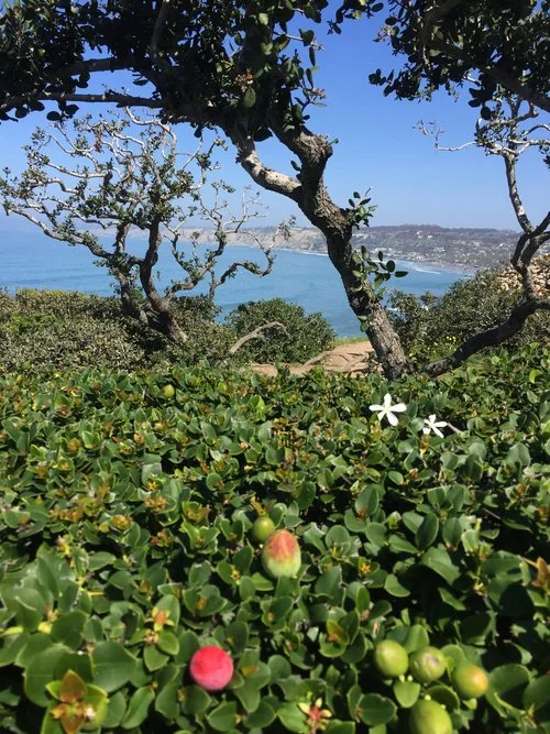 La+Jolla.jpeg