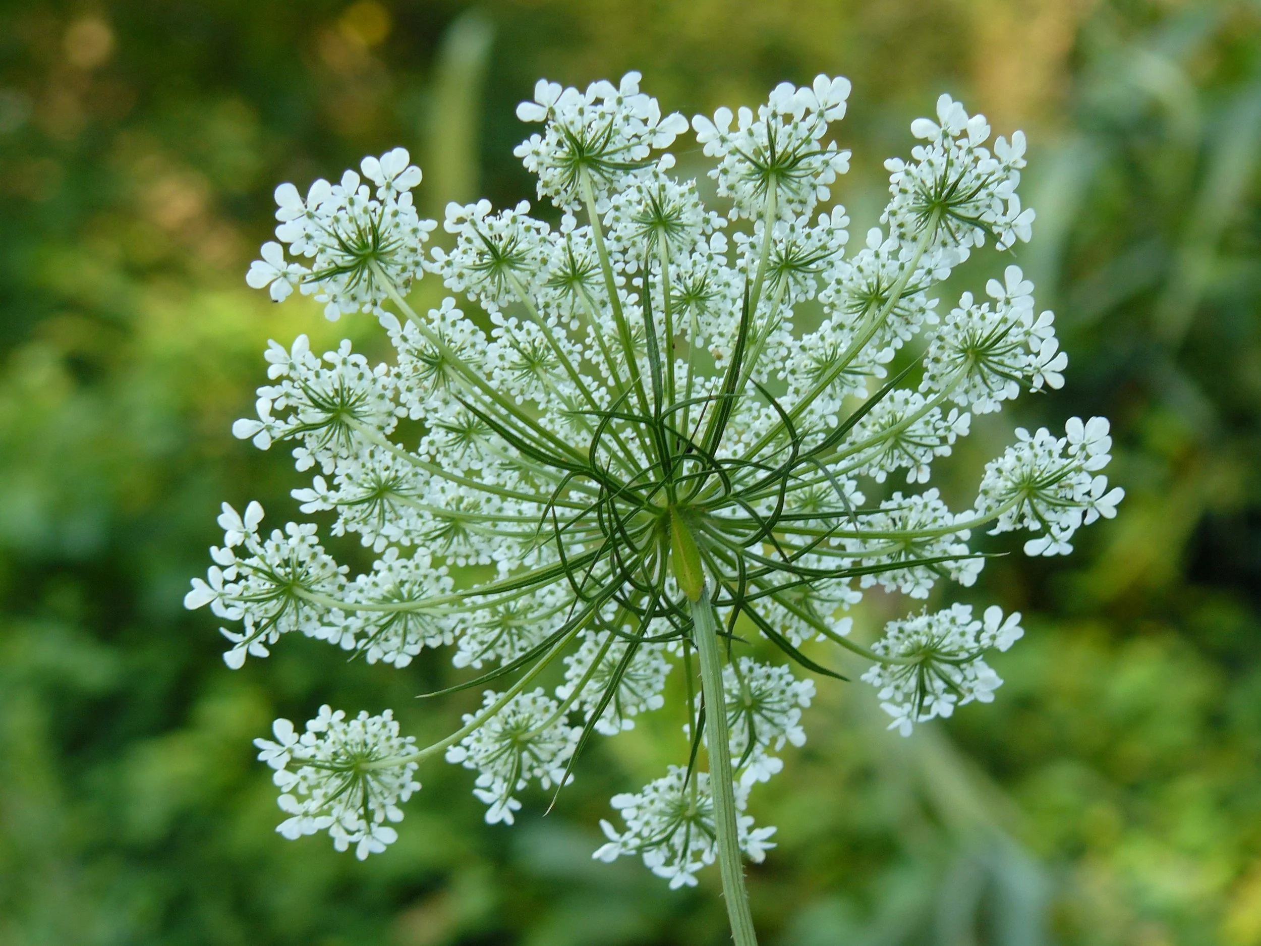 A GREEN AWAKENING - PUFFIN CULTURAL FORUM AND TEANECK CREEK CONSERVANCY
