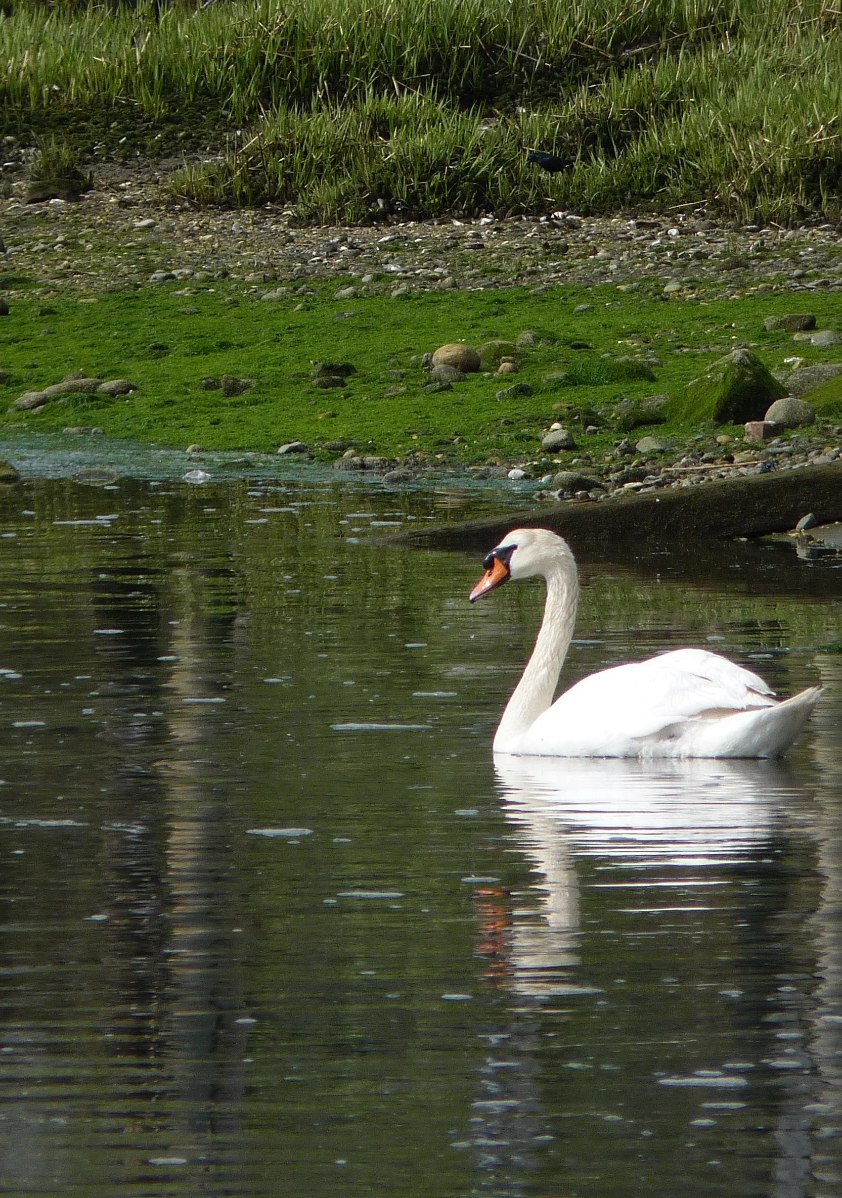 CONCERTS BY THE POND - A GREEN AWAKENING