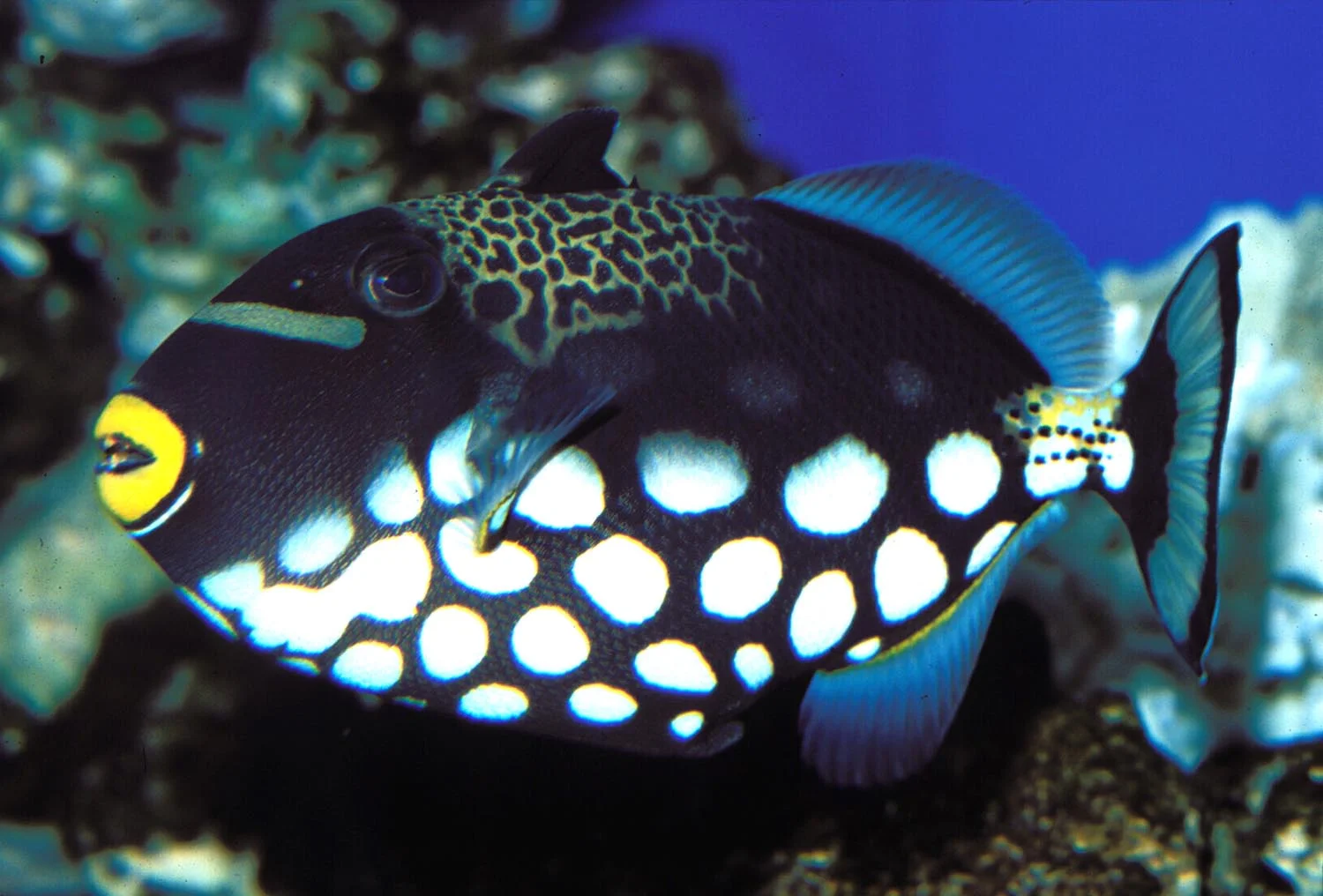 Tropical_Life26 1500.jpg