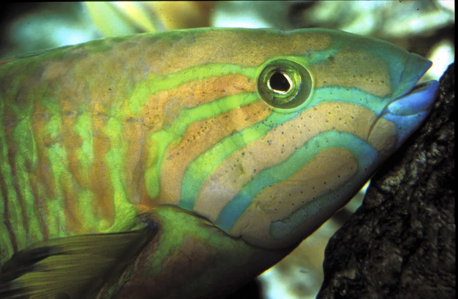 Tropical_Life02.akaParrotfish 1500.jpg