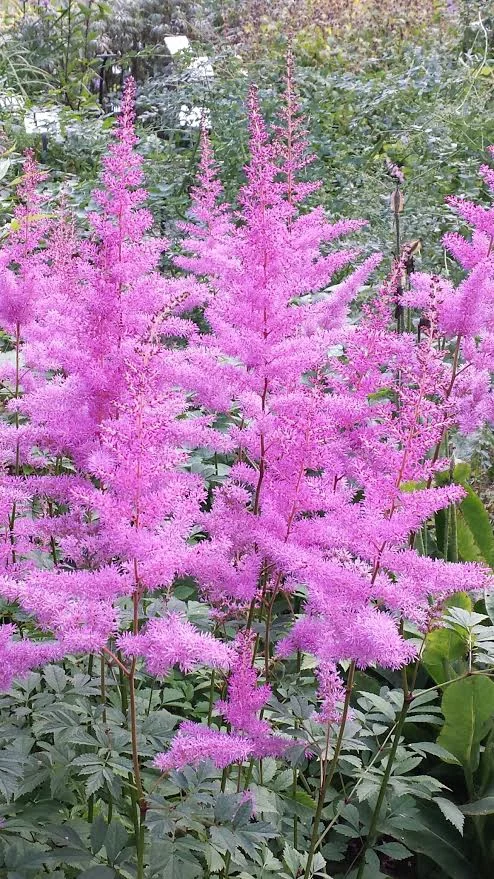 alaska_flower_botanical_garden_alaska_travel.jpg