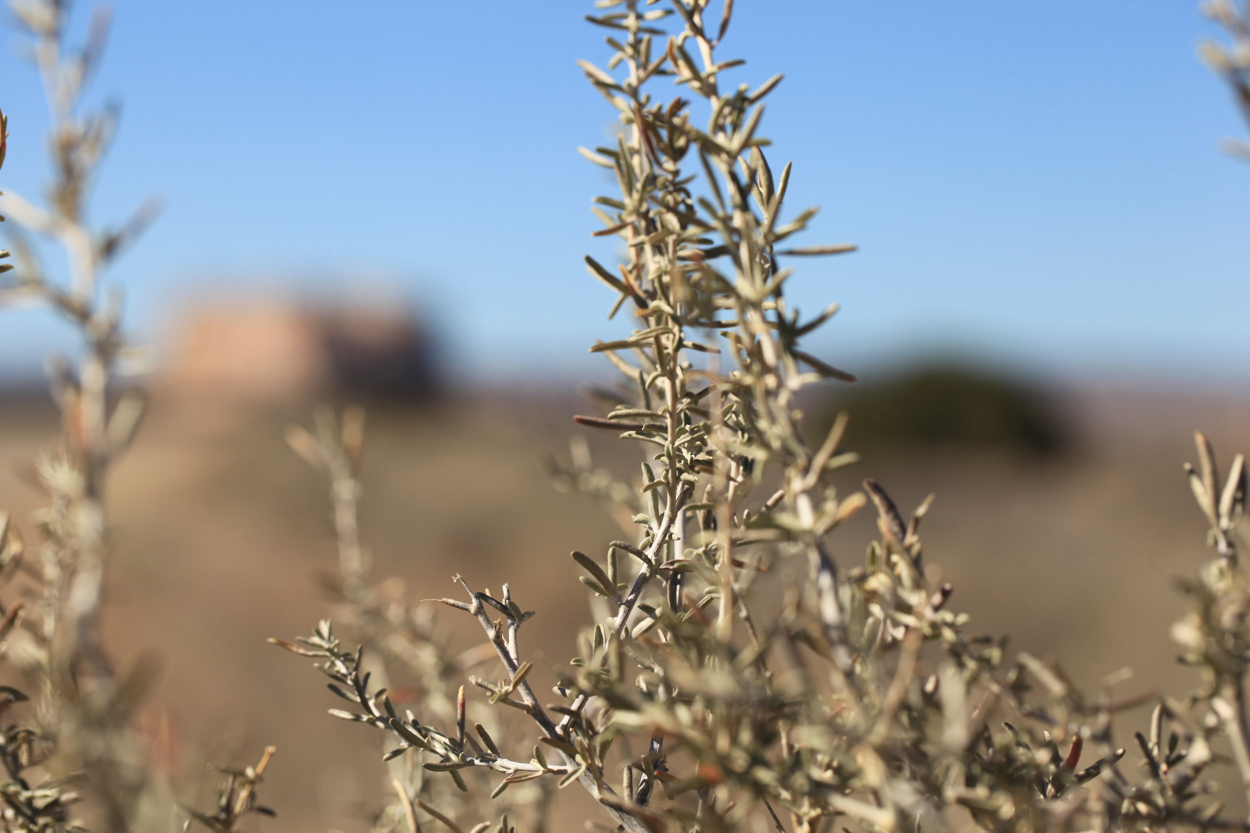 landscape - new mexico - 8.jpg