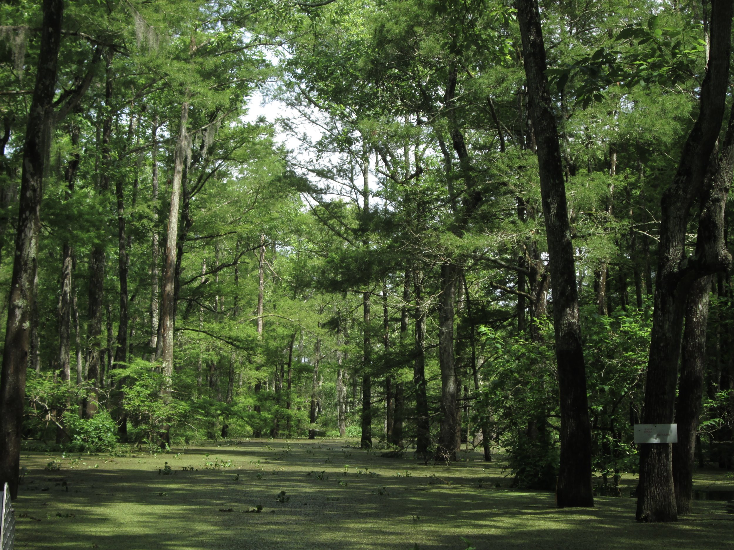 Atchafalaya Basin Bayou