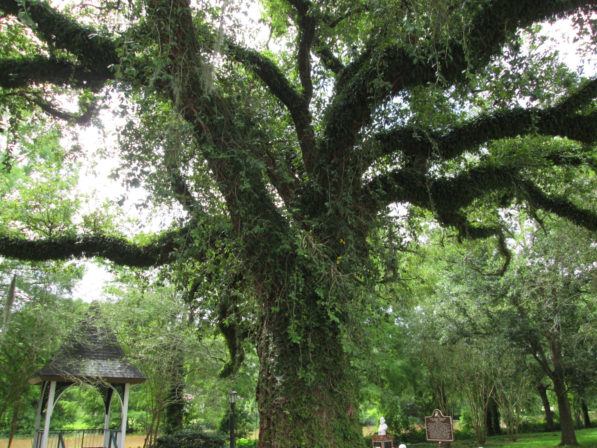  The Evangeline oak in St. Martinville 