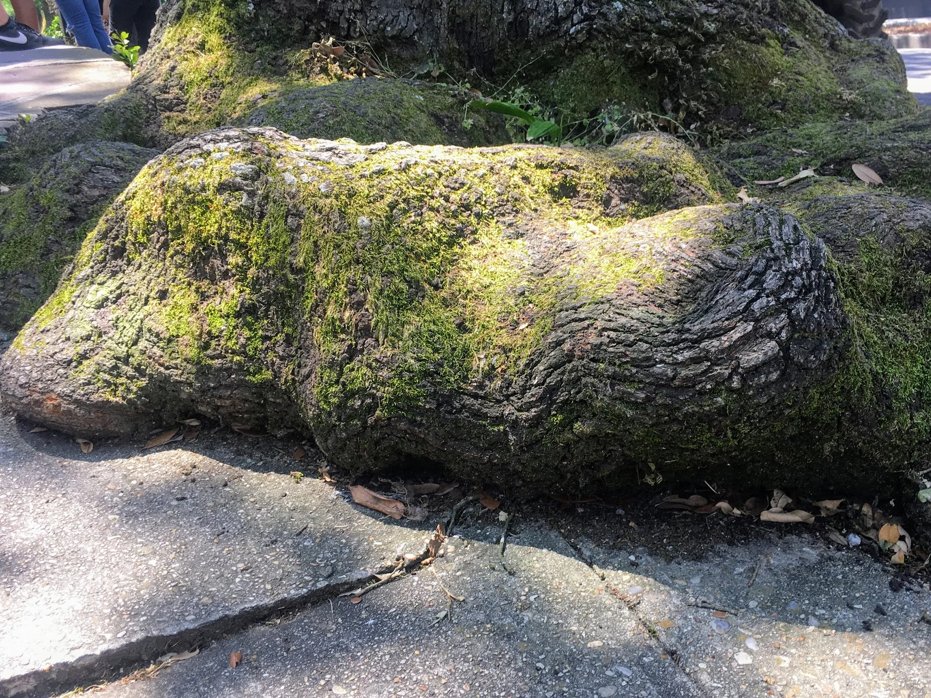Tree root on the sidewalk