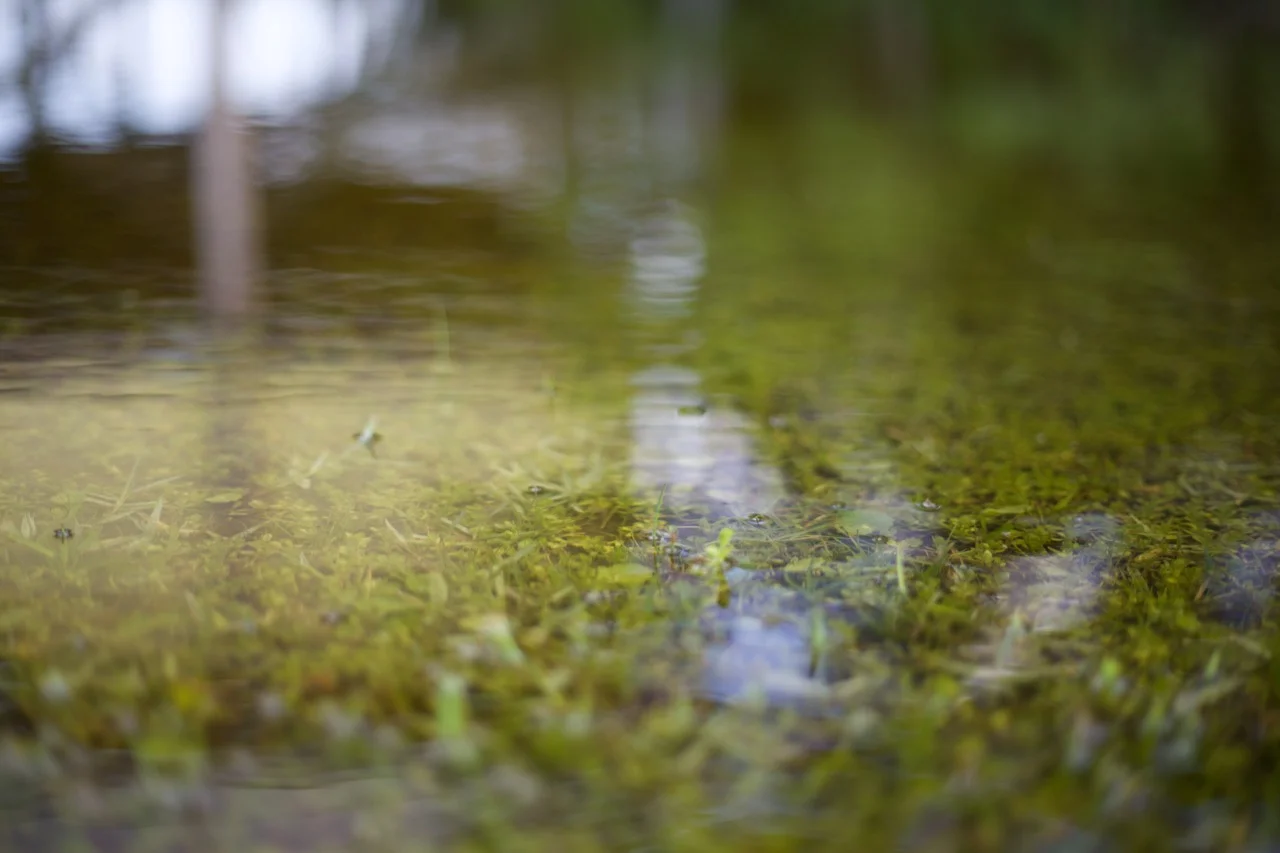 Puddles exist everywhere and carry the danger of rot and mosquitoes