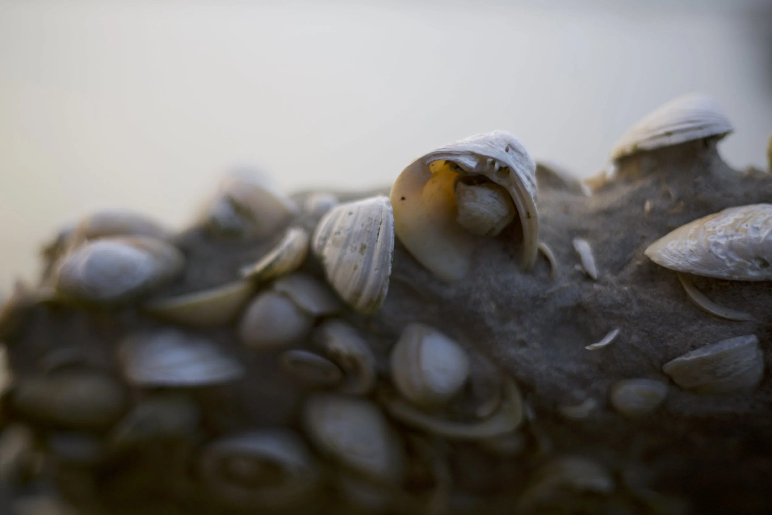 Shell driveway