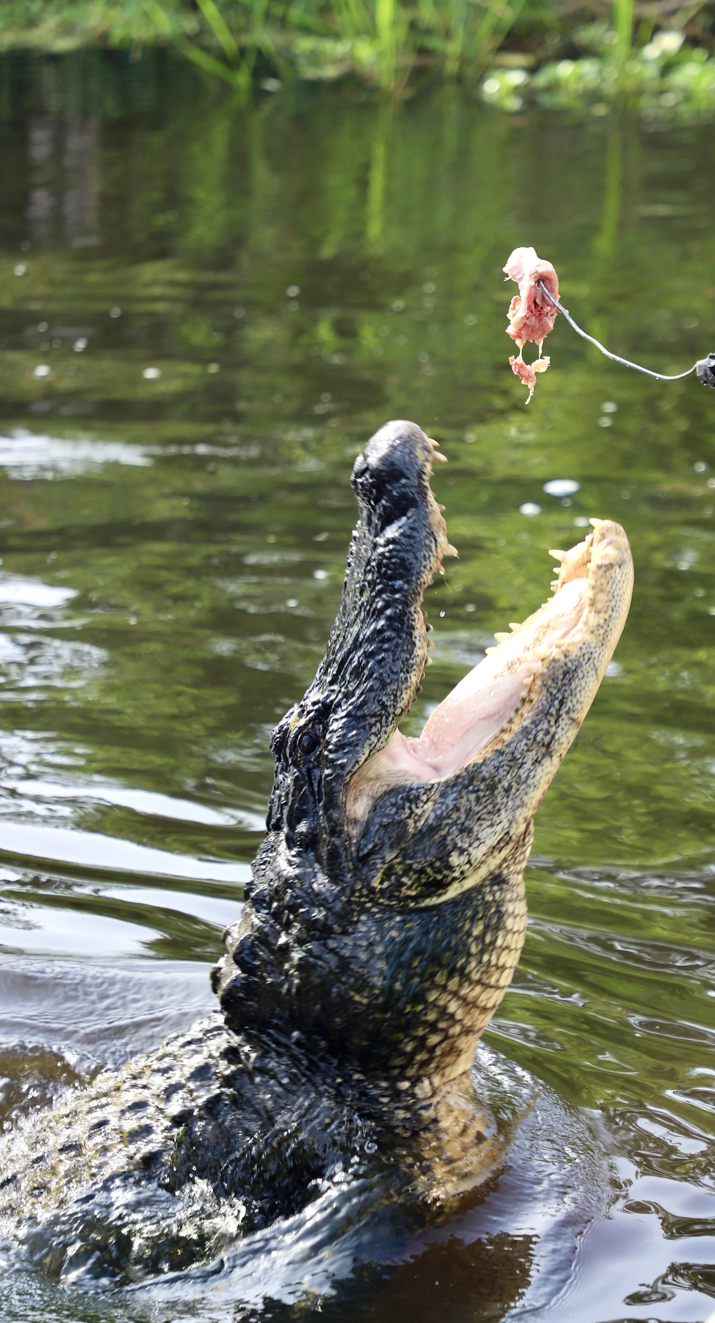  An alligator jumps up from the swampy water to devour a bite to eat. The group of Bookpackers learned that alligators can jump 2/3 of their length out of the water.  