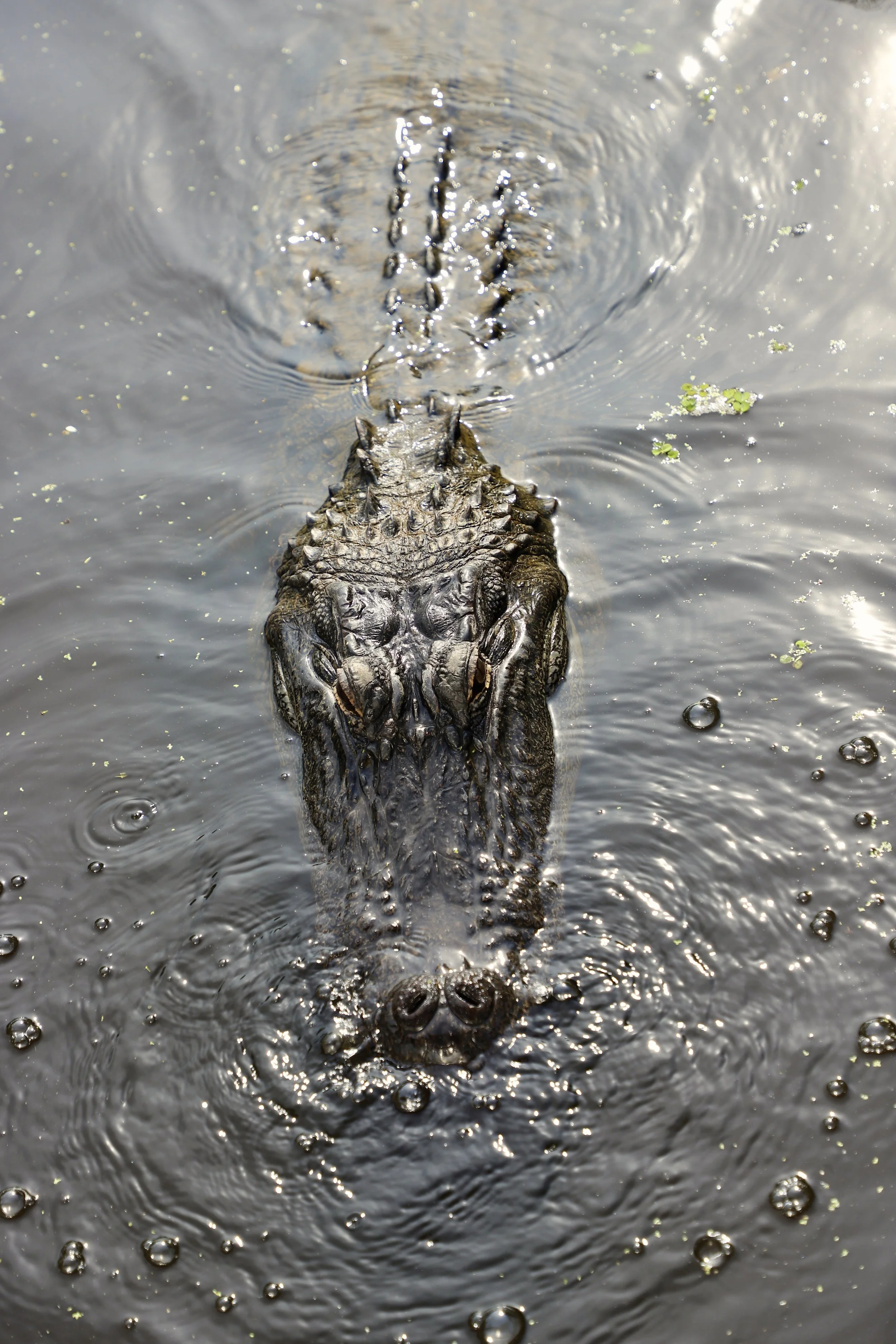  An alligator swims through the water blowing bubbles. As the tour guide was feeding the alligators marshmallows, this little guy was left out. In an attempt to get the tour guide to notice him and a slight huff of frustration, the alligator snorted,
